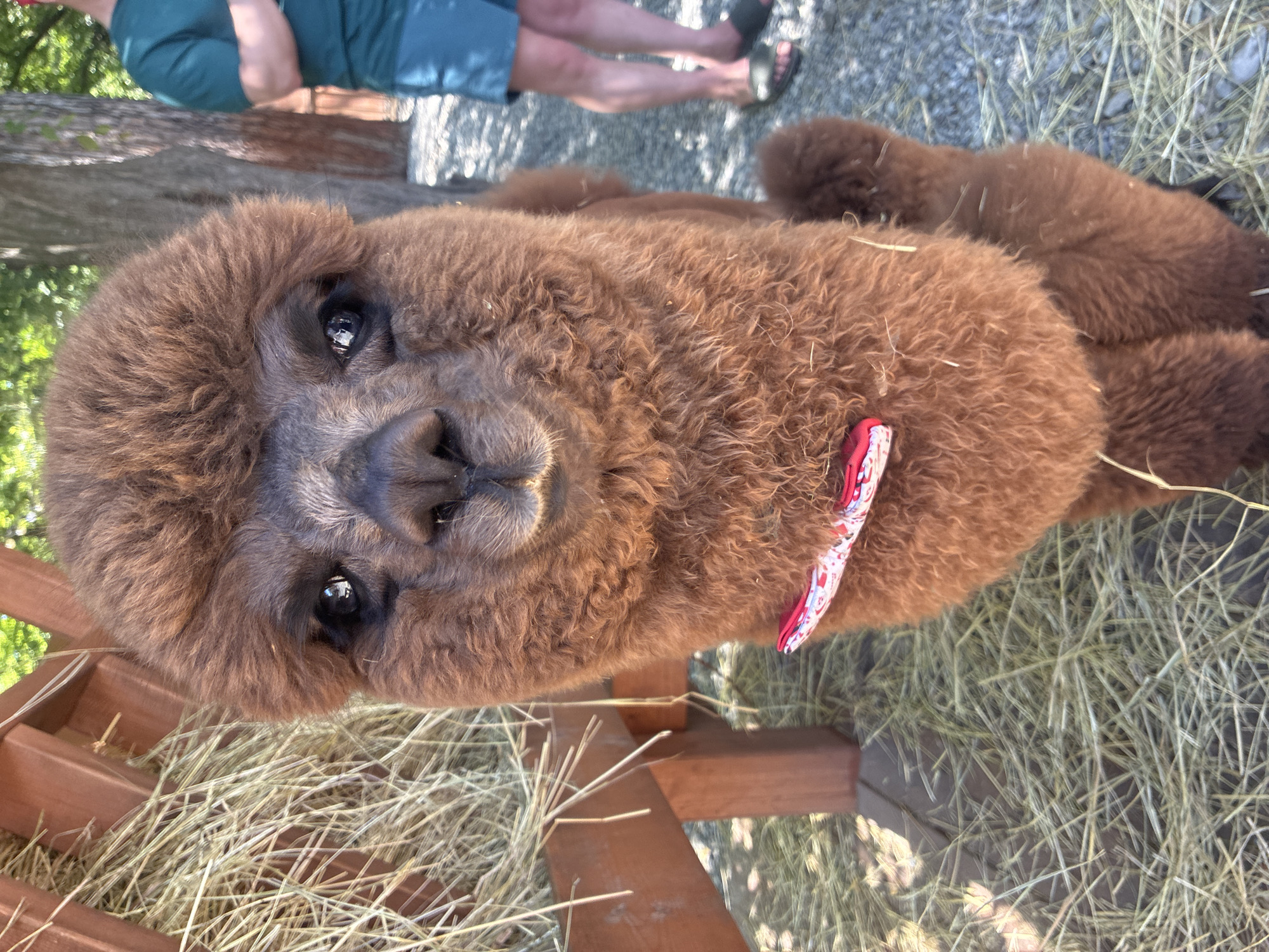 A fluffy, brown alpaca with a red and white patterned bowtie is the central subject of this close-up, vertical, outdoor photograph. The alpaca faces the camera directly, its dark eyes reflecting the light, and its head is slightly tilted. The alpaca's fur is dense and curly, particularly around its face, giving it a rounded, soft appearance. The bowtie is fastened around its neck, adding a touch of whimsy.
To the left of the alpaca, a wooden structure with hay piled against it is visible, suggesting an enclosure or feeding area. The ground is covered in gravel and scattered hay. In the background, slightly out of focus, a person wearing a teal t-shirt and blue shorts stands to the right. Beyond the person, trees and foliage suggest a natural or park-like setting. The lighting indicates it is daytime, likely sunny, with some shadows cast by the trees. The overall scene appears to be in an animal enclosure or a farm, possibly in a rural or semi-rural environment. The image does not contain any visual information that would suggest the location is the city of Sochi, Russia.