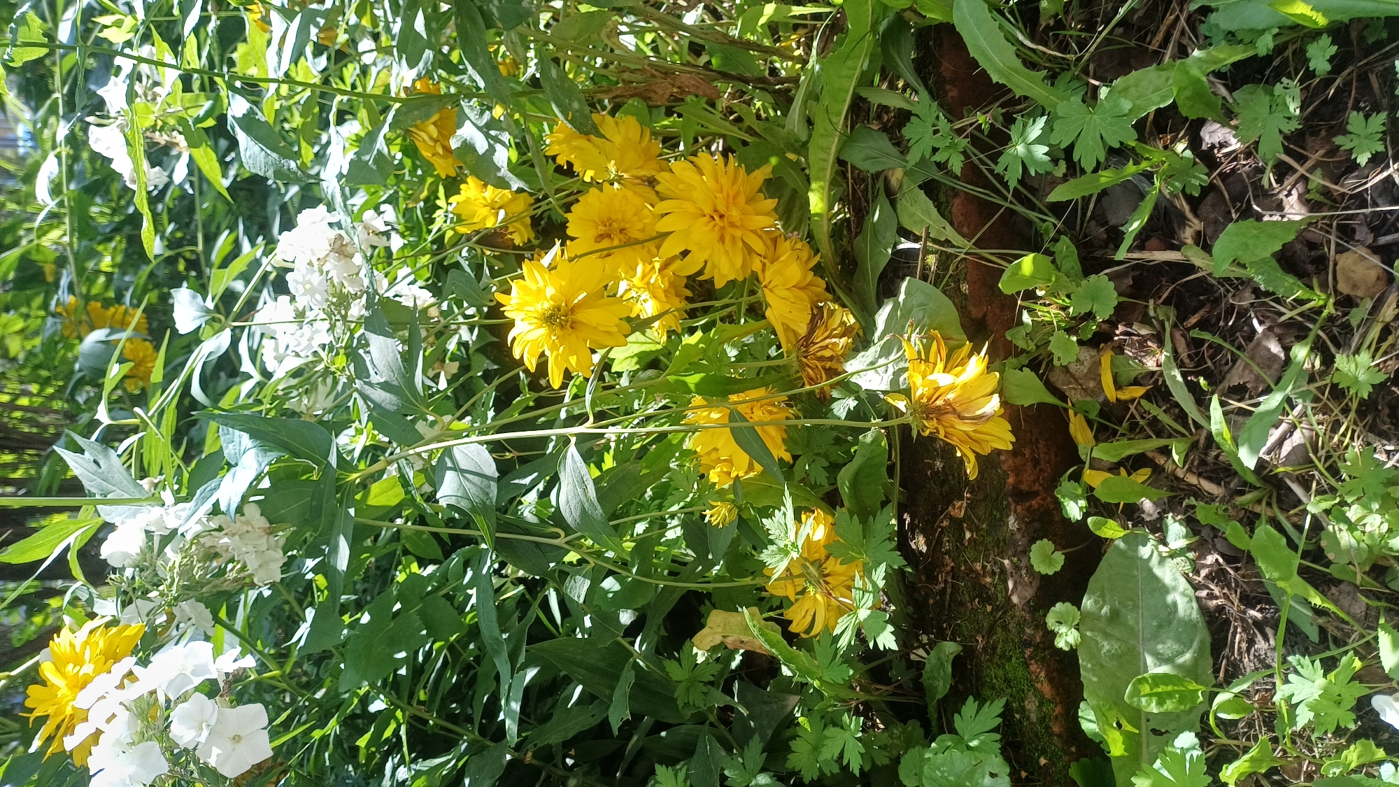The image depicts a close-up view of a garden bed with a variety of plants, primarily featuring bright yellow flowers and lush green foliage. Several yellow flowers with multiple layered petals are prominently displayed, some appearing in full bloom and others slightly wilted. Interspersed with the yellow flowers are clusters of small white flowers, adding contrast to the scene. The plants are growing densely, with their stems and leaves creating a layered effect. In the foreground, the ground is covered with dark soil, fallen leaves, and some small green plants with lobed leaves. A section of reddish-brown brickwork, possibly part of a border or structure, is visible beneath the plants, partially covered by moss and vegetation. The lighting suggests it is daytime, with sunlight filtering through the leaves, creating dappled shadows. The scene appears to be a naturalistic garden setting. The image does not contain any people or specific landmarks that would indicate a location within the city of Izhevsk, Russia.