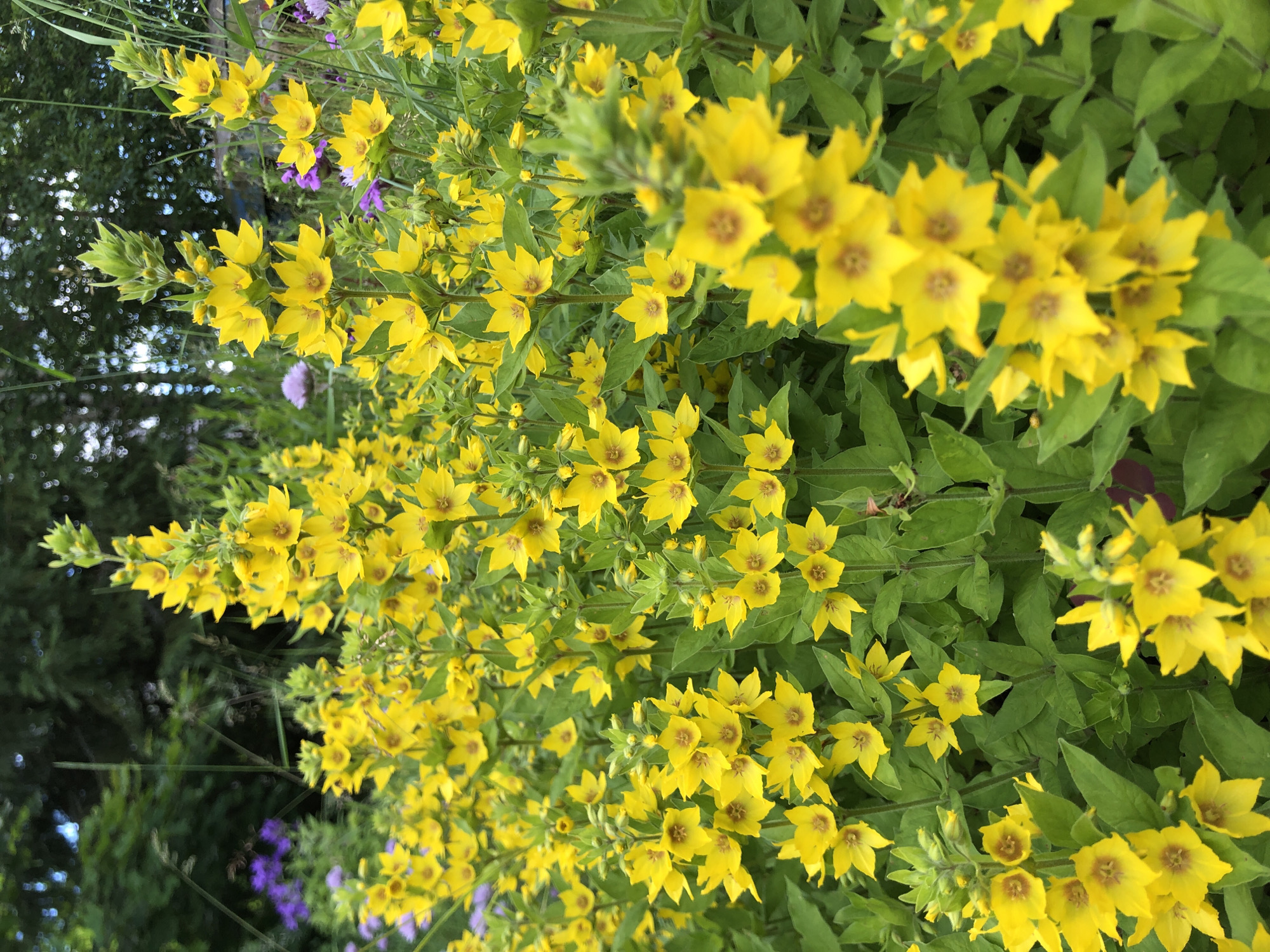 This is a close-up, overhead shot of a dense patch of yellow flowers, likely Lysimachia punctata (Spotted Loosestrife). The flowers are star-shaped with five petals, a yellow-orange center, and are clustered along upright stems with lance-shaped green leaves. In the background, out of focus, are glimpses of other plants, including some purple flowers and dark green foliage, suggesting a natural garden or wild setting. The lighting is bright, indicating daytime, possibly sunny. The image is taken from an elevated angle, looking down at the flowers. There are no people, objects, or visible text in the frame. The context provided places this scene in Svirstroy, Russia.