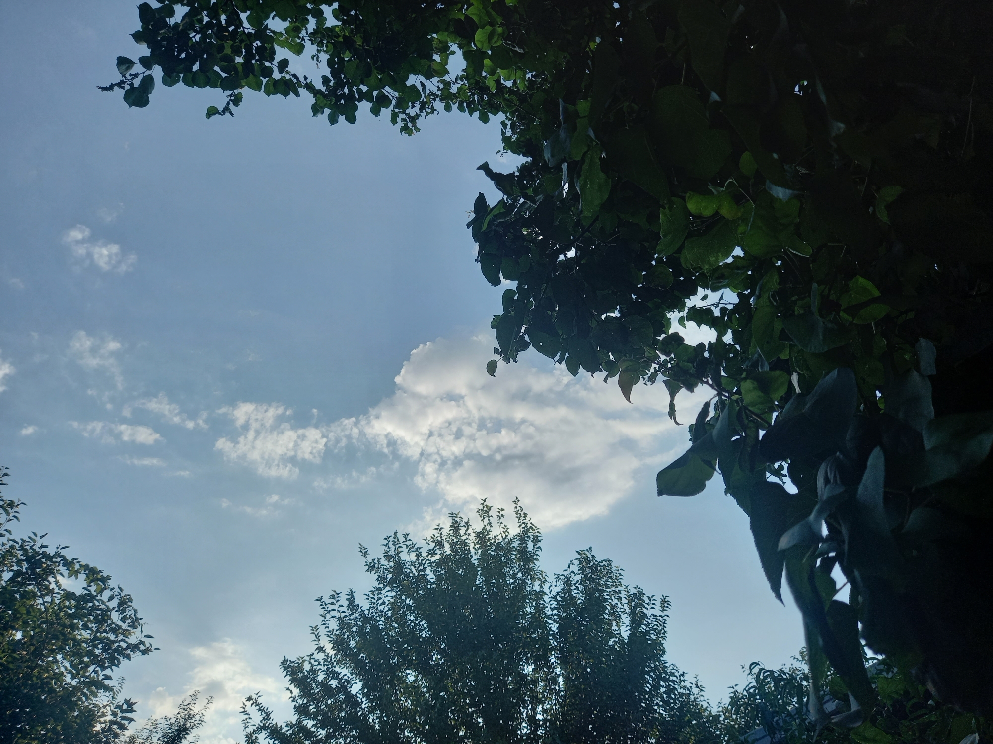 This media file shows a view looking up towards the sky through the canopy of several trees. The sky is a light blue with scattered white clouds, suggesting it is daytime, possibly late afternoon given the warm, soft lighting. The trees are lush and green, with dense foliage that partially obscures the sky in several areas. Some branches and leaves are in sharp focus, while others are blurred, creating a sense of depth. The overall impression is one of a peaceful, natural setting. There are no people or objects visible, and no text is present. The location context is Keles, Uzbekistan.