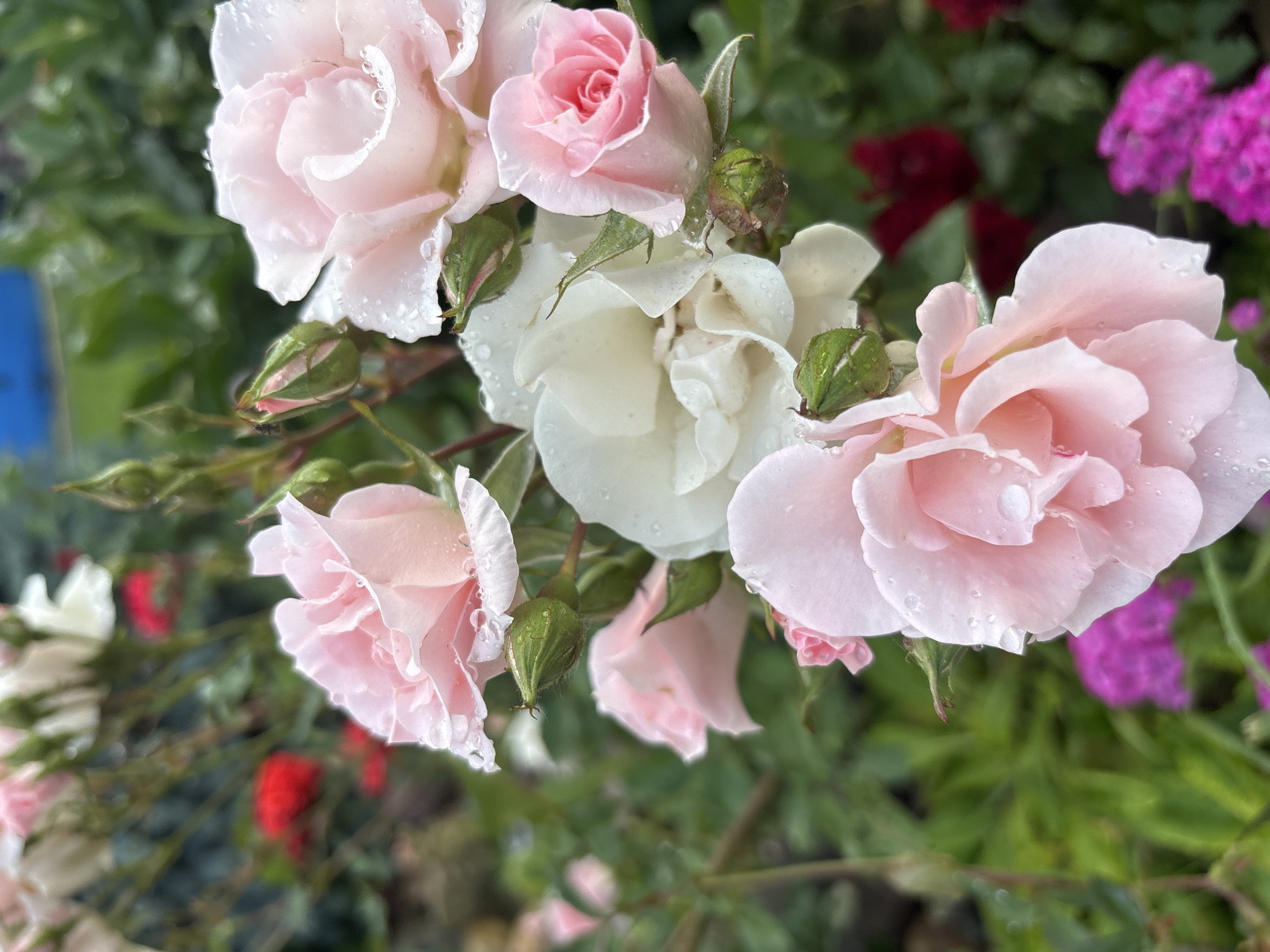 A close-up, high-angle shot showcases a cluster of light pink and white roses with water droplets on their petals. The roses are in various stages of bloom, with some fully open and others in bud. The background is a blur of green foliage, with hints of red and vibrant pink flowers in the distance, suggesting a garden setting in Bogorodsk, Russia. The presence of water droplets indicates recent rain or dew. The lighting is soft, hinting at an overcast or early morning time of day. There is no text visible in the image. The focus is on the delicate beauty of the flowers, evoking a sense of tranquility and natural elegance.