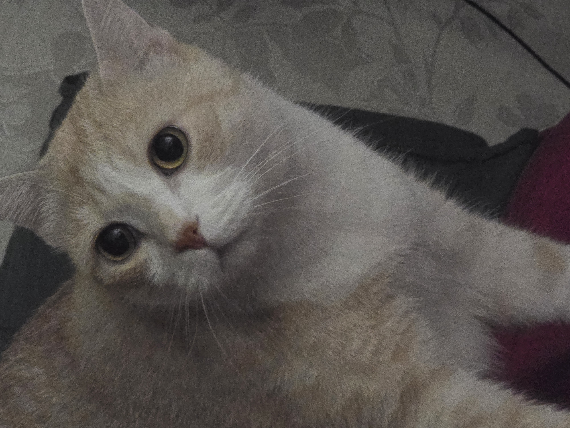 An extreme close-up shot of a domestic cat's face is presented. The cat has light orange and white fur with large, round, dark eyes that reflect light. Its nose is a light pink color, and it has prominent white whiskers. The background is blurred and appears to be a textured surface, possibly a wall or fabric. The lighting is dim, creating a somewhat grainy effect in the image. There are no people or other discernible objects in the frame, and no specific location in a city can be determined from the image itself.