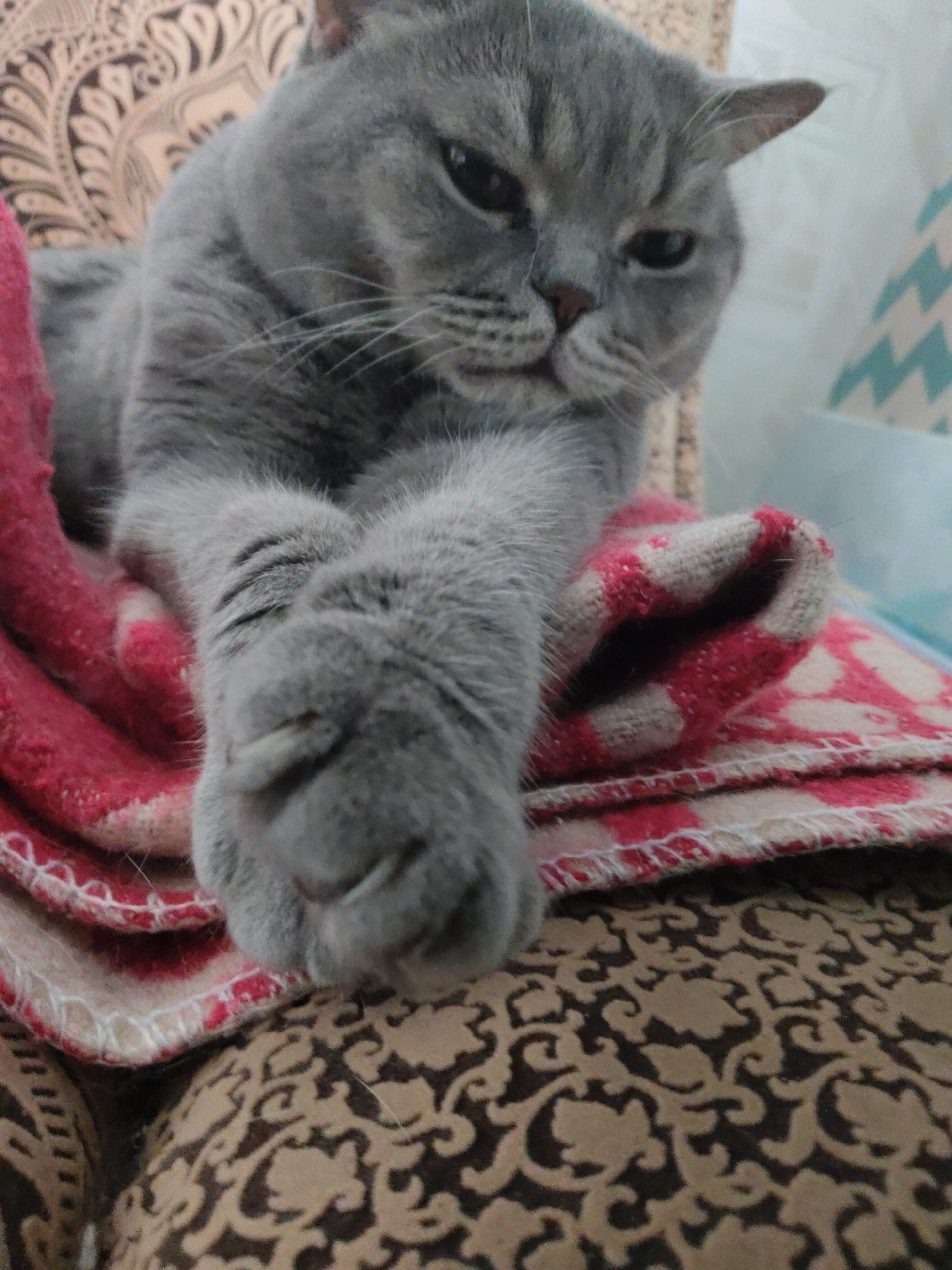 A grey, short-haired cat with crossed paws rests on a patterned brown and tan couch. A red and beige patterned blanket is underneath the cat's paws. The cat is looking toward the viewer with a slightly disgruntled expression. The background includes patterned curtains in blue and white. The location is not identifiable as Perm, Russia.