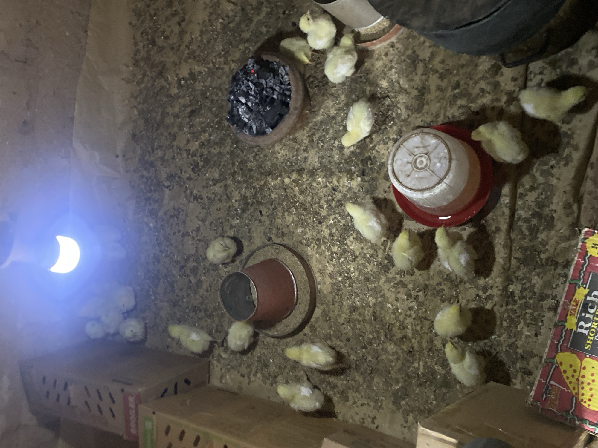 The image depicts a dimly lit interior space, likely a shed or enclosure, containing a group of newborn chicks, possibly in Bukuru, Nigeria. The ground is covered with what appears to be wood shavings. Visible are multiple metal or plastic feeding and water containers for the chicks, one containing charcoal. Boxes sit along the left and bottom sides, where some chicks are huddled. A light source illuminates the scene from the left side. A cardboard box marked "Rich" is on the right side of the picture.