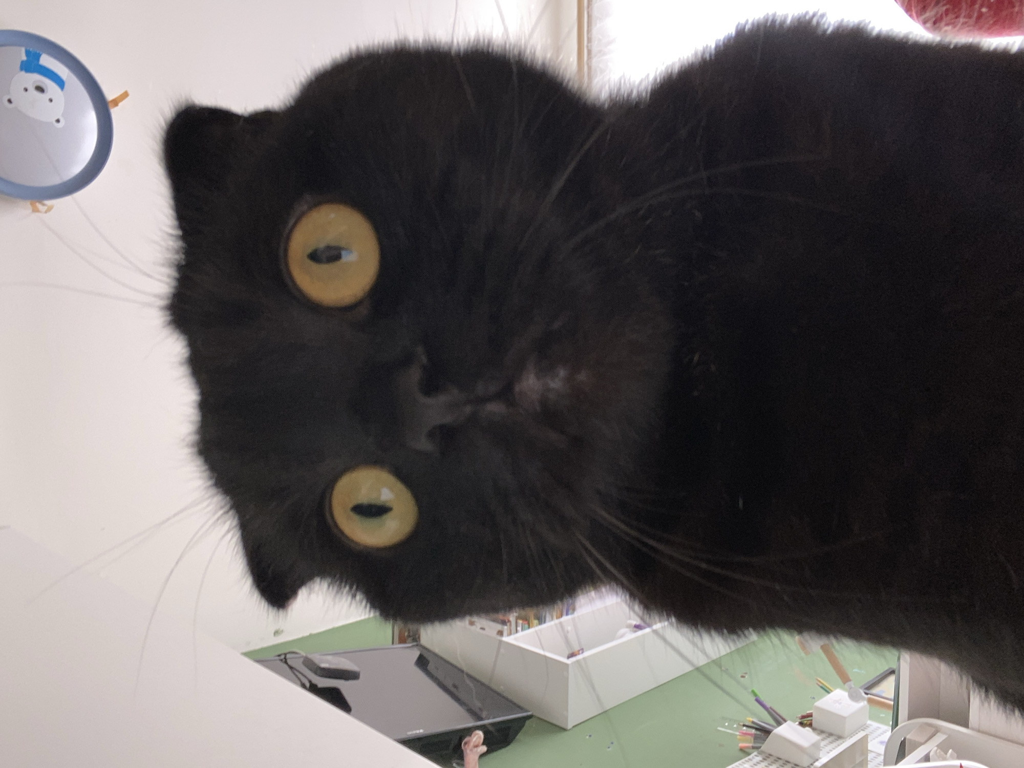 A black Scottish Fold cat, identifiable by its folded ears and entirely black fur, dominates the foreground, looking directly into the camera from a low-angle perspective. Its wide, amber-yellow eyes display vertically constricted pupils, and prominent whiskers extend from its muzzle, which shows a few sparse white hairs. The scene is an indoor residential environment located in Chaikovsky, Russia. In the left background, a light green wall is partially visible, against which rests a white modular shelving unit. This unit holds white containers filled with art supplies, including colored pencils and brushes. A dark, flat-screen television or monitor is partially visible above the shelving. A light-skinned human hand is faintly visible to the upper left of the screen. The upper background features a white ceiling from which a circular decorative object, depicting a white polar bear wearing a blue scarf, is suspended. The space is well-lit, with illumination appearing to originate from the right side of the frame.