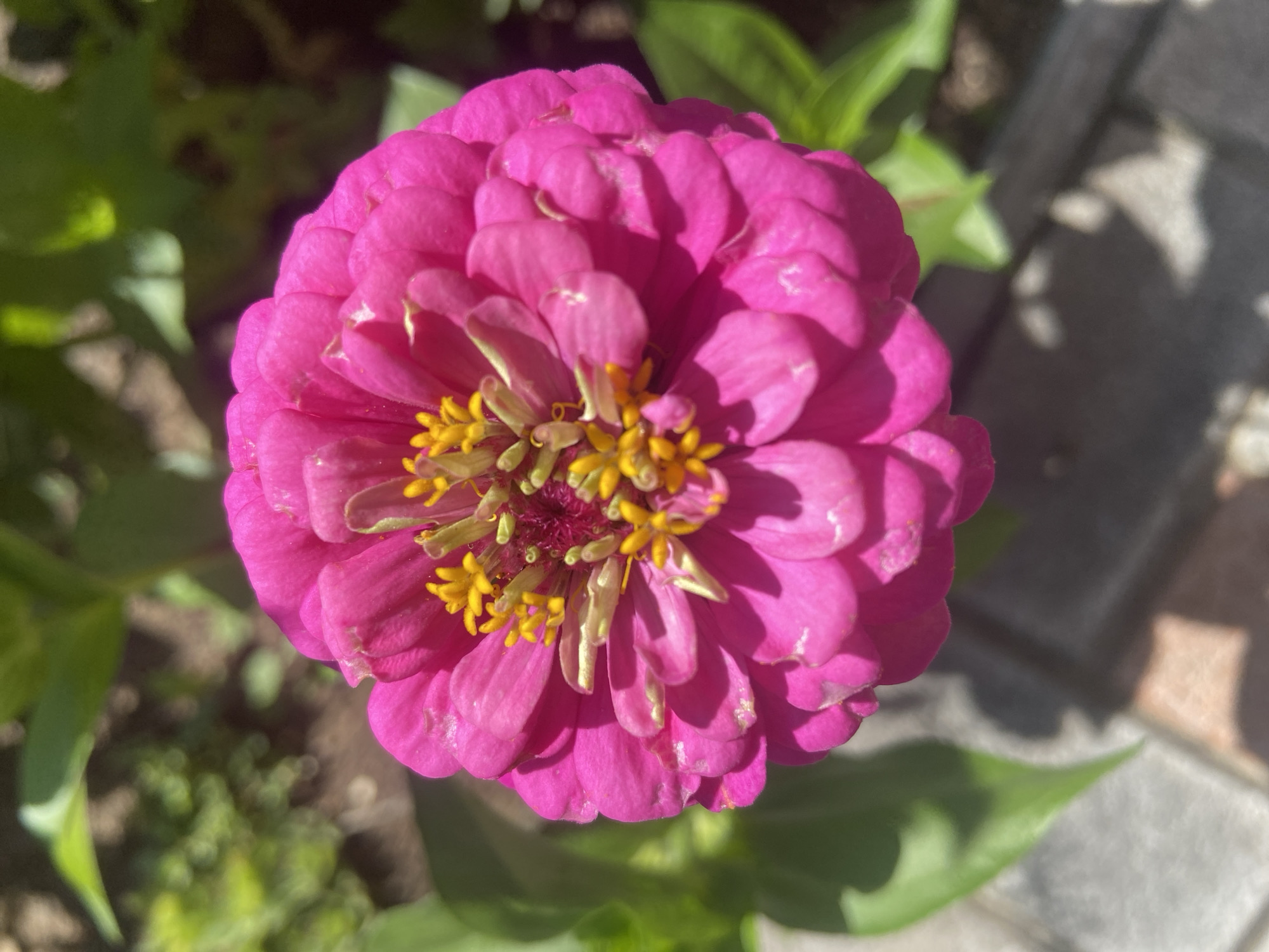 A close-up, overhead shot captures a vibrant pink zinnia flower in bloom. The flower's petals are layered and ruffled, with yellow stamen visible at its center. The background consists of blurred green foliage and a hint of gray paving stones, suggesting an outdoor garden setting. The image does not contain any discernible information about the location being Зимородок Днп, Russia, nor does it depict any people, actions, or interactions.