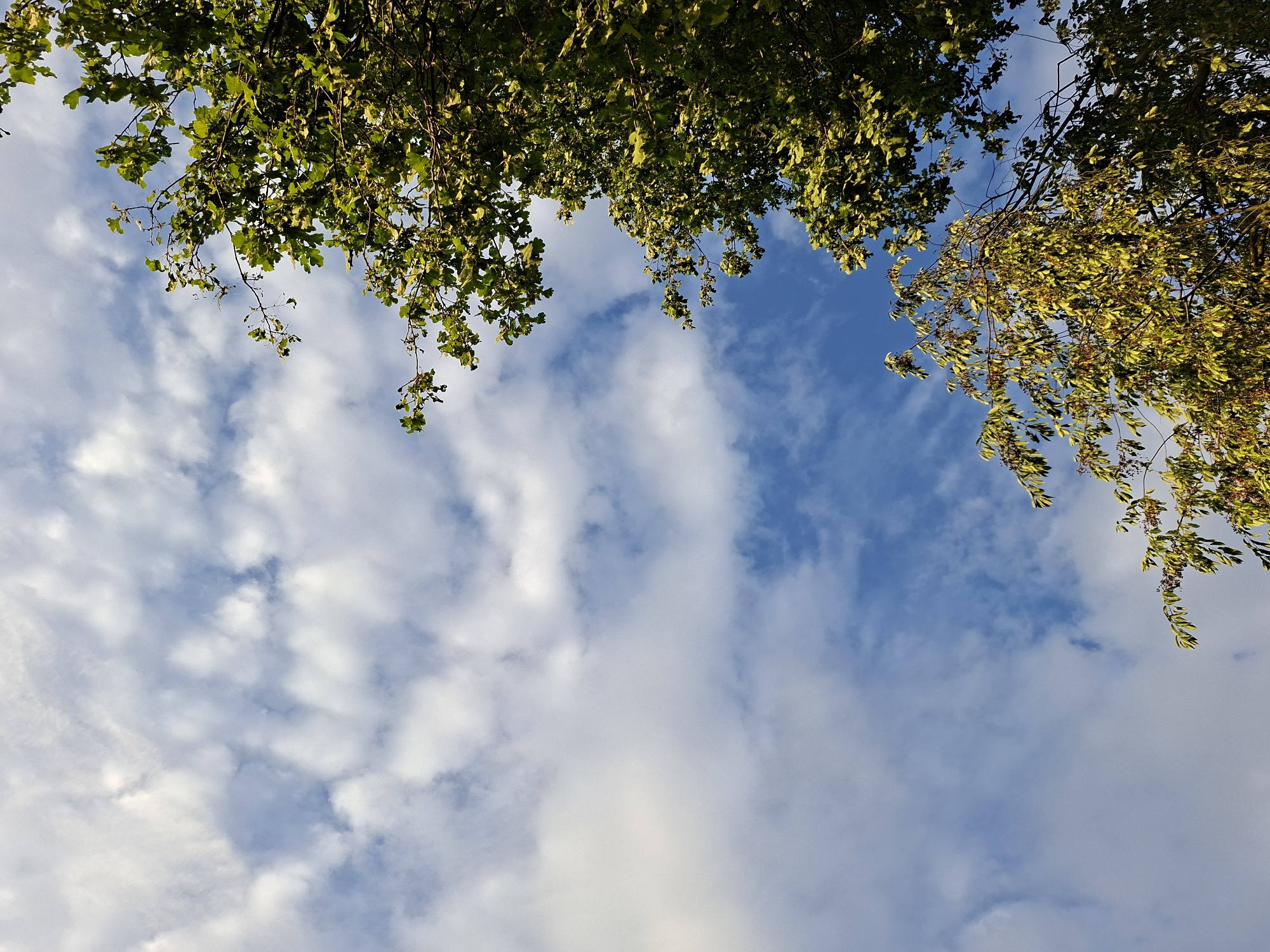 This is a photograph taken from ground level looking up at the sky, with the tops of trees framing the upper portion of the image. The sky is a vibrant blue, interspersed with white, fluffy clouds that appear to be moving. The leaves of the trees are green and appear to be catching the sunlight, giving them a bright, almost golden hue. The trees are dense in some areas, creating shadows and varying textures against the sky. The overall impression is one of a bright, clear day, likely during the daytime. The location is the city of Schönefeld, Germany.