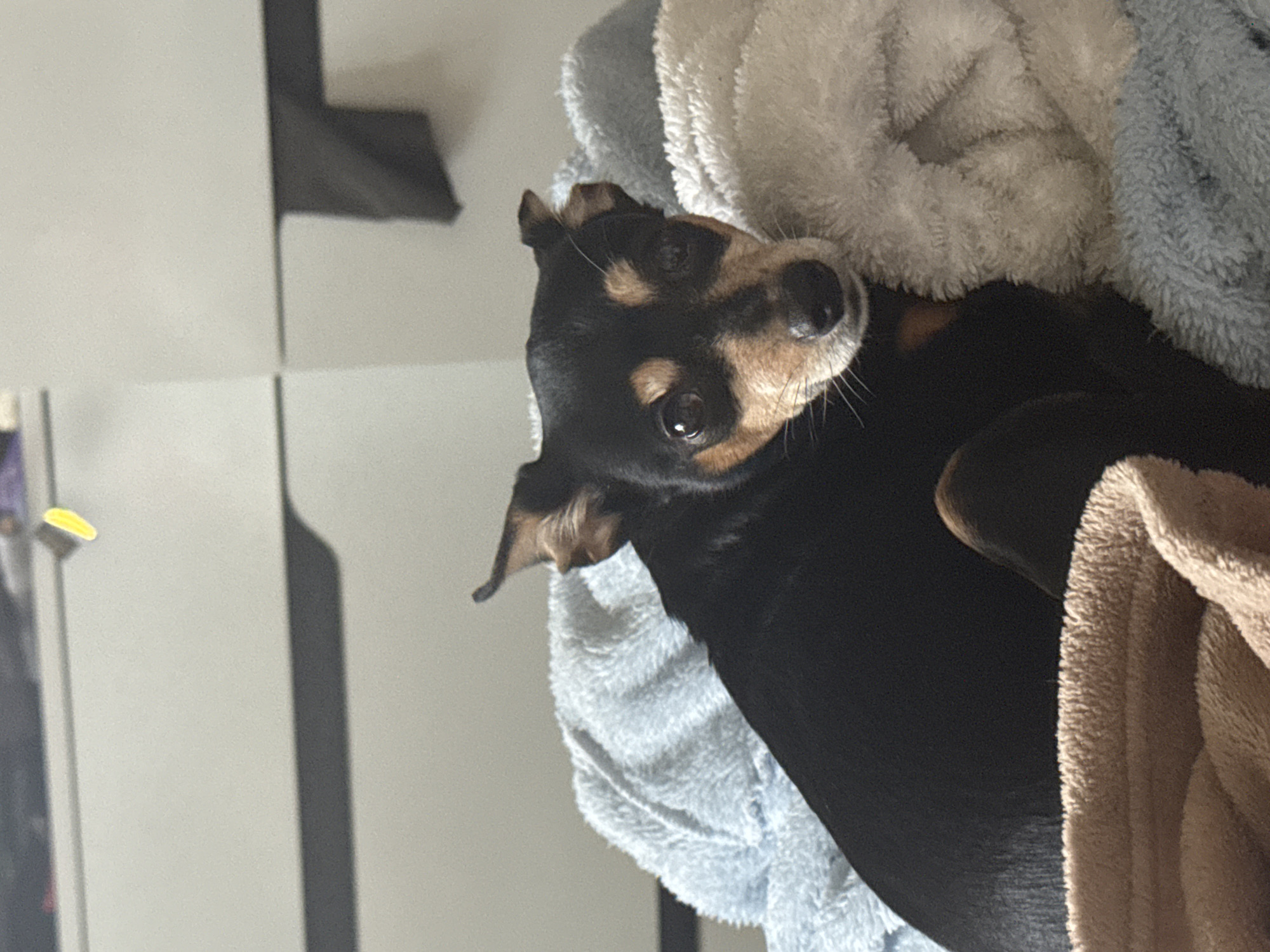 A black and tan miniature pinscher dog is nestled in a pile of soft, multi-colored towels. The dog is positioned in the center of the frame, looking towards the camera with its head tilted. The background is partially visible, featuring a white, possibly modular, wall unit. The location is not discernible within the city of Sofia, Bulgaria.