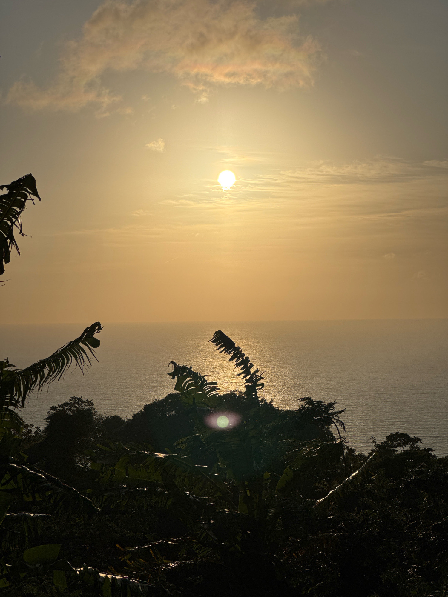 The photograph captures a serene sunset over the ocean, viewed from a vantage point amidst lush tropical foliage. The sun, a bright, diffused orb, hangs low in the sky, casting a warm, golden glow across the water and the wispy clouds. Silhouettes of palm leaves and other dense vegetation frame the scene from the foreground, their dark forms stark against the luminous sky and the shimmering expanse of the sea. The ocean itself appears calm, with gentle waves reflecting the twilight hues. In the middle ground, a verdant, hilly coastline is visible, also covered in dense greenery. The overall impression is one of tranquility and natural beauty, with the vibrant colors of the sunset creating a dramatic and captivating atmosphere. The location is the city of Karon, Thailand.