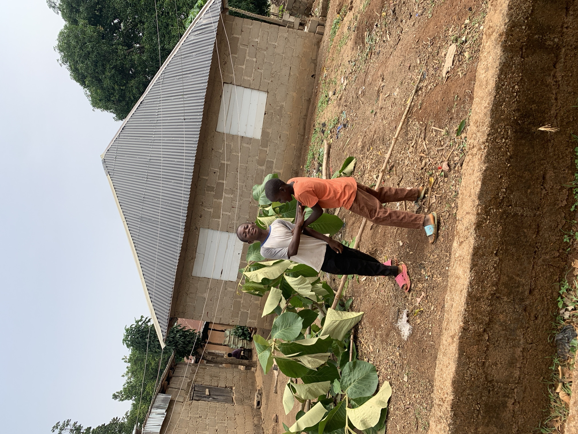 The scene depicts two individuals in Agban, Nigeria, standing next to a line of plants with large, broad leaves. One person wears a light-colored shirt and dark pants, while the other wears an orange shirt and brown pants. Behind them are two buildings constructed of cinder blocks with corrugated metal roofs. The ground is dry and appears to be a mixture of dirt and debris. Utility lines are visible, strung between the buildings. The sky is overcast.