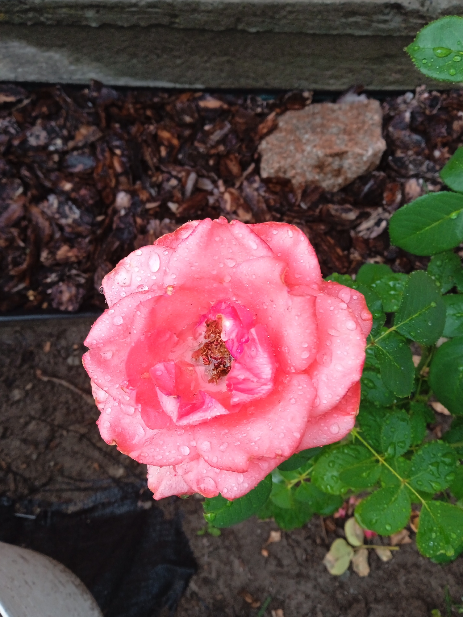 A close-up, top-down shot captures a vibrant pink rose adorned with water droplets, suggesting recent rain. The rose is the central subject, its petals unfurling in the center, revealing hints of brown stamens. The surrounding environment consists of dark soil, scattered wood chips, and a prominent gray concrete structure at the top of the frame. To the right, lush green leaves of the rose bush are also speckled with water. The scene appears to be an outdoor garden setting in Vyshhorod, Ukraine. The lighting is natural, indicating daytime. No people or animals are visible in the frame.