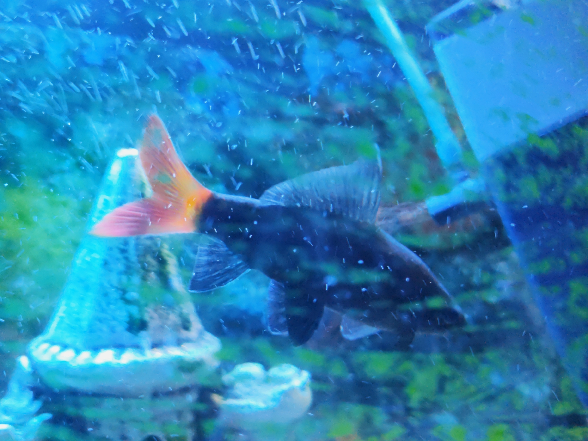 A black fish with a red-orange tail swims in a blue-lit aquarium. The fish is positioned horizontally in the center of the frame. Small white particles, possibly bubbles or debris, are dispersed throughout the water. In the foreground, to the left, is a light blue, conical aquarium decoration with a white, raised rim around its base. To the right of the fish, a darker, greenish-blue element is visible, possibly aquarium plants or another decoration. The background is a blurry expanse of blue and green. The scene is entirely aquatic. The location in Makiivka, Ukraine, is not discernible from the image.