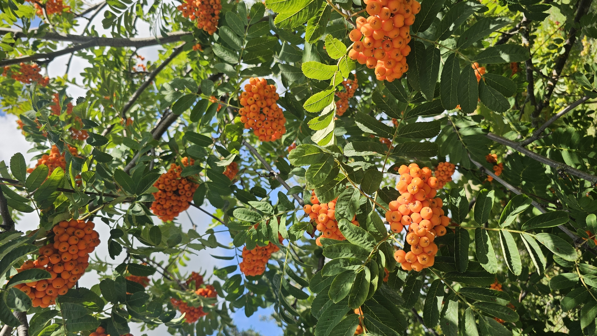 This is a close-up, low-angle shot of a rowan tree with clusters of bright orange berries and green leaves. The branches are visible, some with rough bark. The background shows a bright blue sky with white clouds, suggesting it is daytime and fair weather. The setting is outdoors in a natural environment, likely a park or garden. There are no people or animals visible in the image. The scene is a depiction of the rowan tree in its natural state, likely in the city of Romanovka, Russia, given the prompt's contextual information.