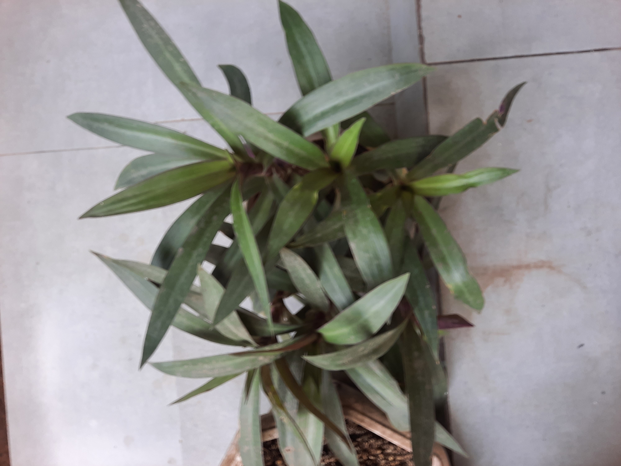 The image shows a potted plant with long, pointed, green leaves, some with purplish undersides. The plant is situated on a light-colored tiled surface. The tiles appear to be arranged in a grid pattern. The plant is in focus, while the background is slightly blurred. No people or specific landmarks are visible, and therefore the location in Lhokseumawe, Indonesia, cannot be determined from the image alone.