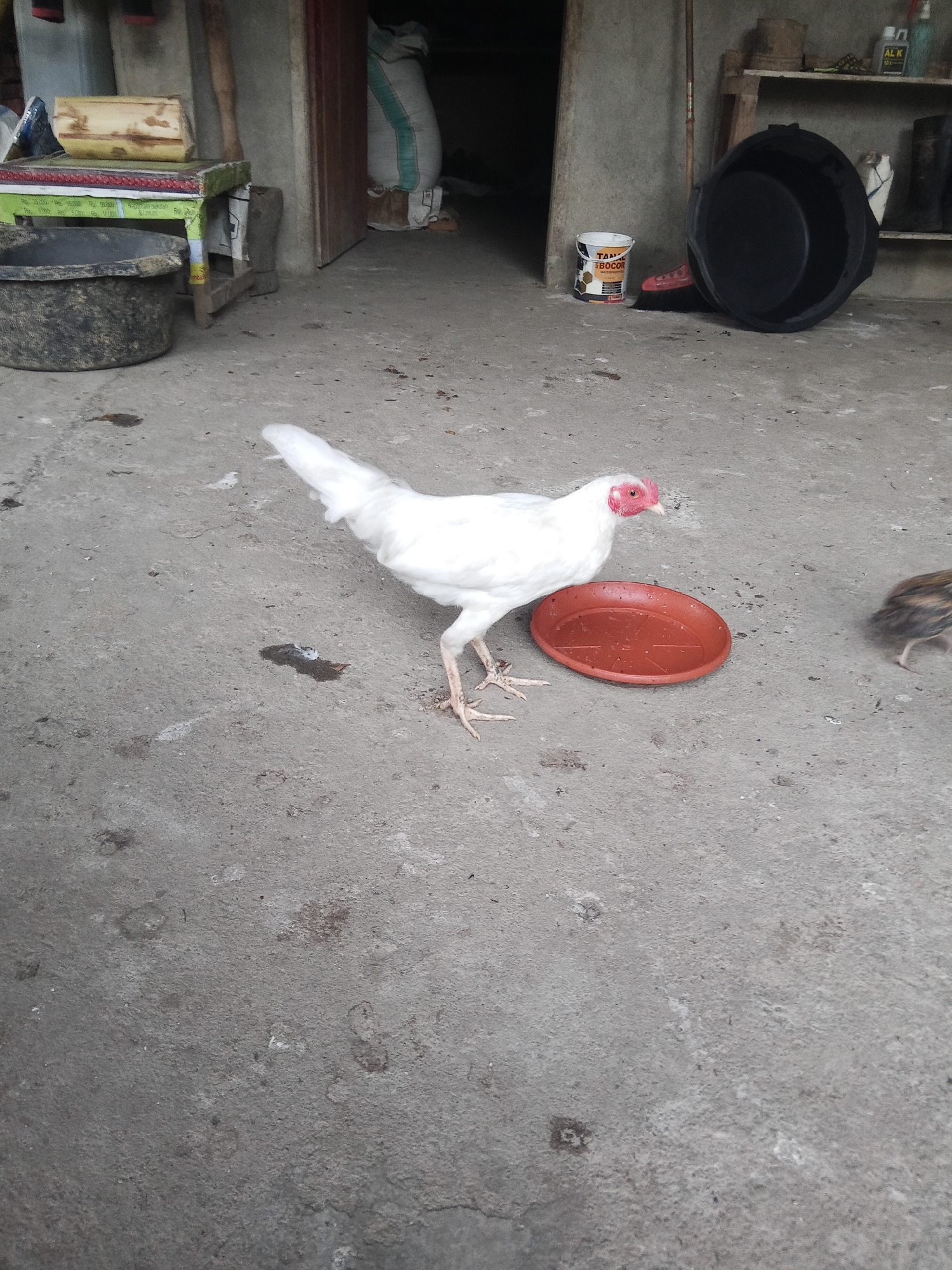 In Makale, Indonesia, a white hen stands on a concrete ground near a red dish. To the right, a chick can be seen. In the background, there are various objects, including large black basins, a broom, a bucket of paint, a shelf with items, and sacks of what appears to be rice or grain. The scene suggests an outdoor area, possibly a yard or alleyway, with elements of daily life and domestic animals present.