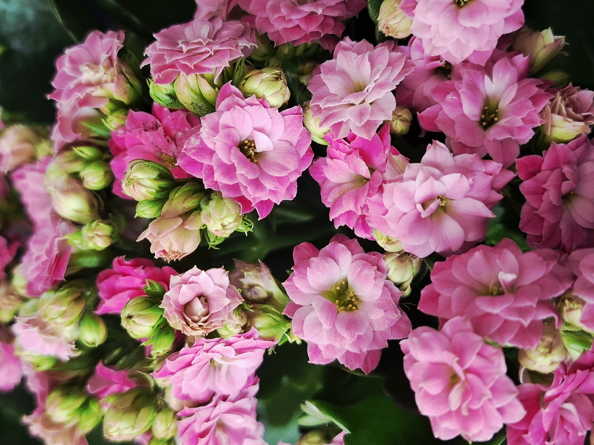 The image shows a close-up view of a cluster of pink Kalanchoe flowers. The flowers are in various stages of bloom, with some fully open and others still in bud. The petals are layered and ruffled, creating a dense and textured appearance. The colors range from a light, soft pink to a deeper, more vibrant shade. The background is a dark green, likely foliage, which provides a contrast to the pink flowers. There are no people, actions, or interactions visible in the image. The location is not specified, but the flowers appear to be indoors.