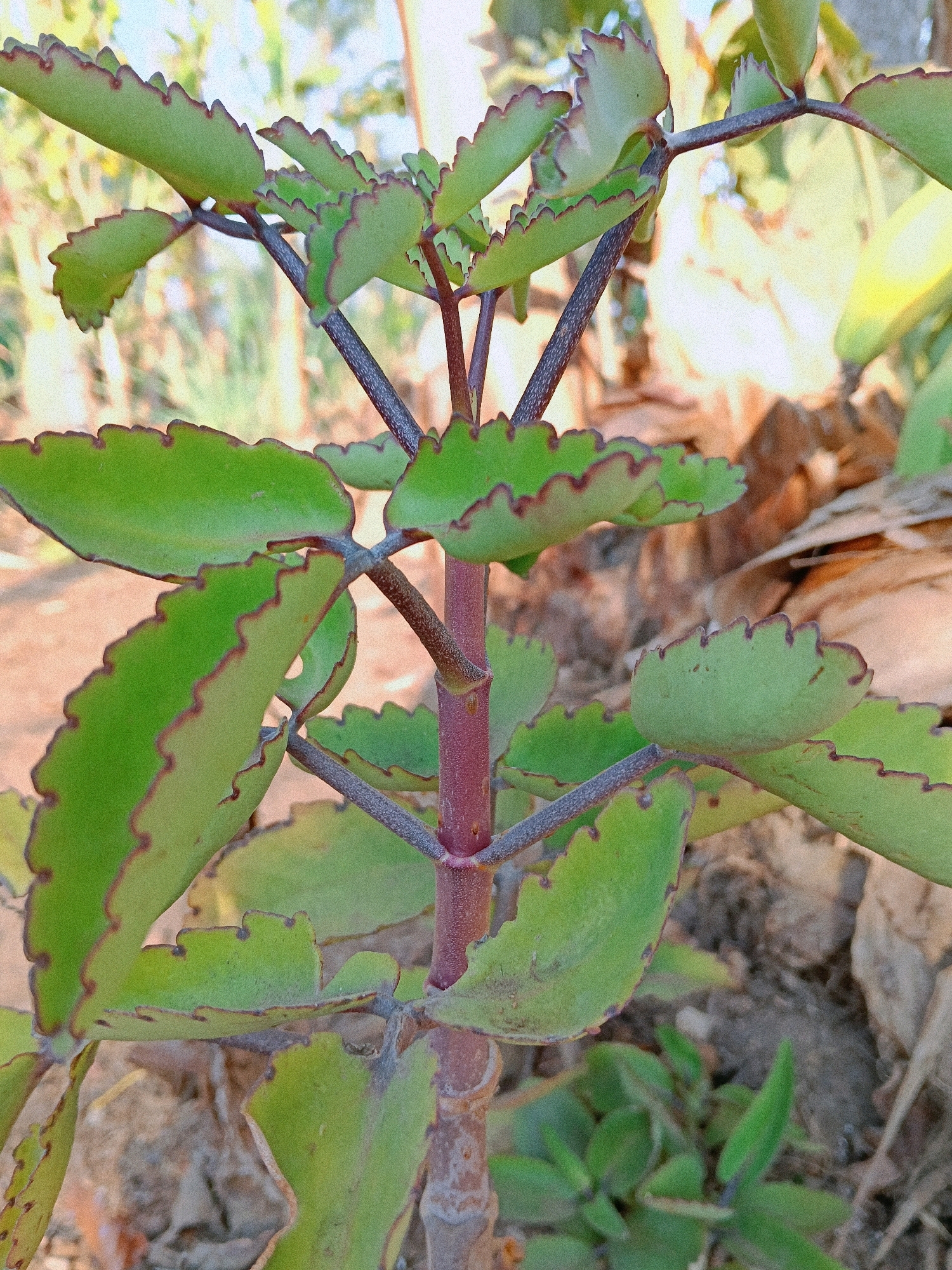 The image shows a close-up of a plant with green, scalloped leaves and a reddish-purple stem. The plant is in an outdoor setting, with dry soil and fallen leaves visible in the background. The lighting suggests it is daytime. The image does not contain any people or specific landmarks that would indicate a precise location in Subang, Indonesia.
