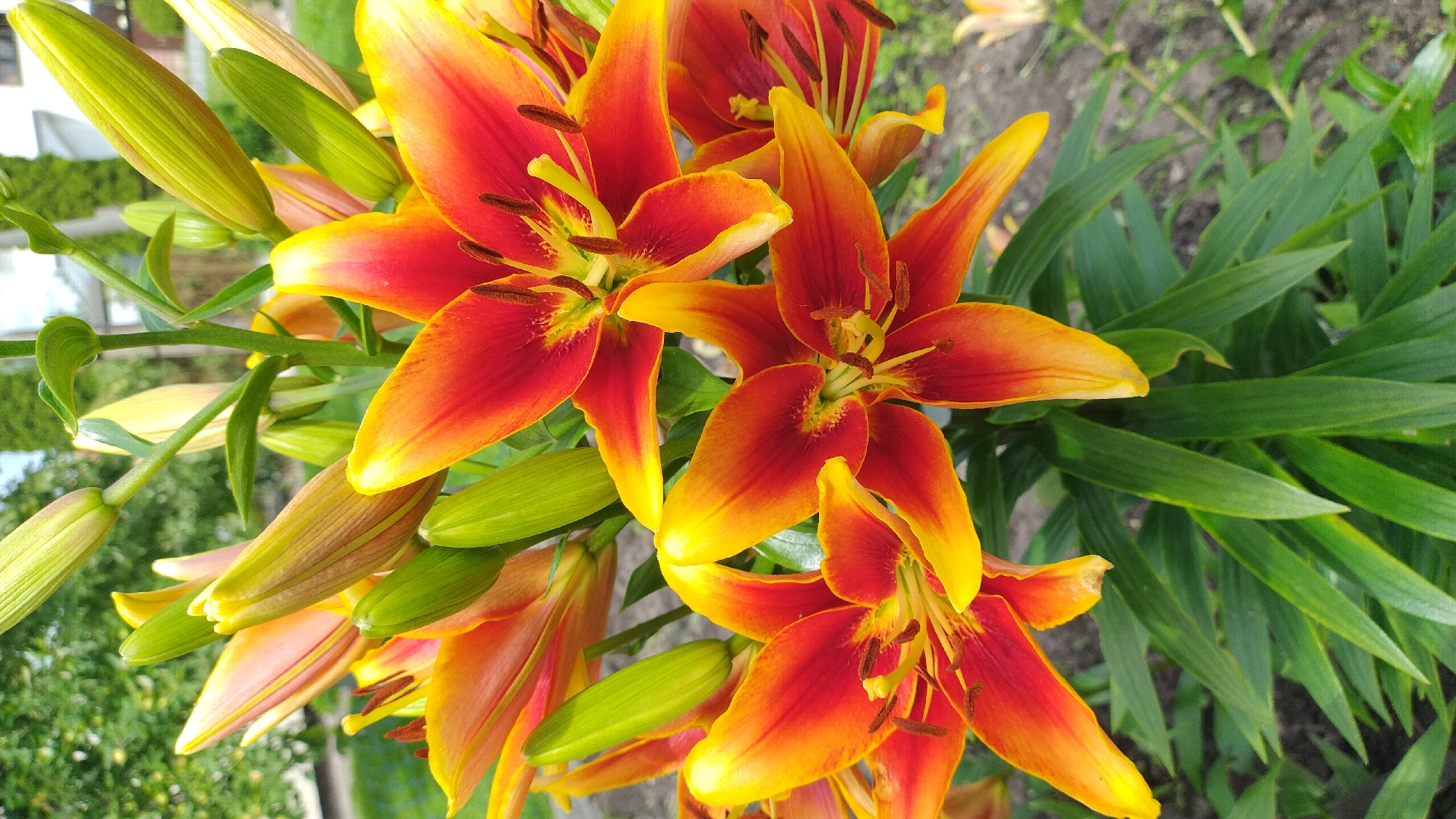 This is a close-up, vertically oriented, eye-level, full shot of several blooming orange and yellow lilies in a garden. The lilies are vibrant and show deep red centers with yellow tips. The stamens are visible and tipped with brown pollen. Several buds, still green, are present among the open blooms. The lilies are growing in what appears to be a garden bed with green foliage and some soil visible. The background shows a blurred green garden area with hints of buildings and possibly a fence, suggesting an outdoor setting. The lighting is natural daylight, creating a well-illuminated scene with clear details of the flowers. The image does not depict any people or animals. The location is stated to be the city of Jelgava, Latvia, which is known for its botanical garden and parks, making a display of lilies a plausible sight.