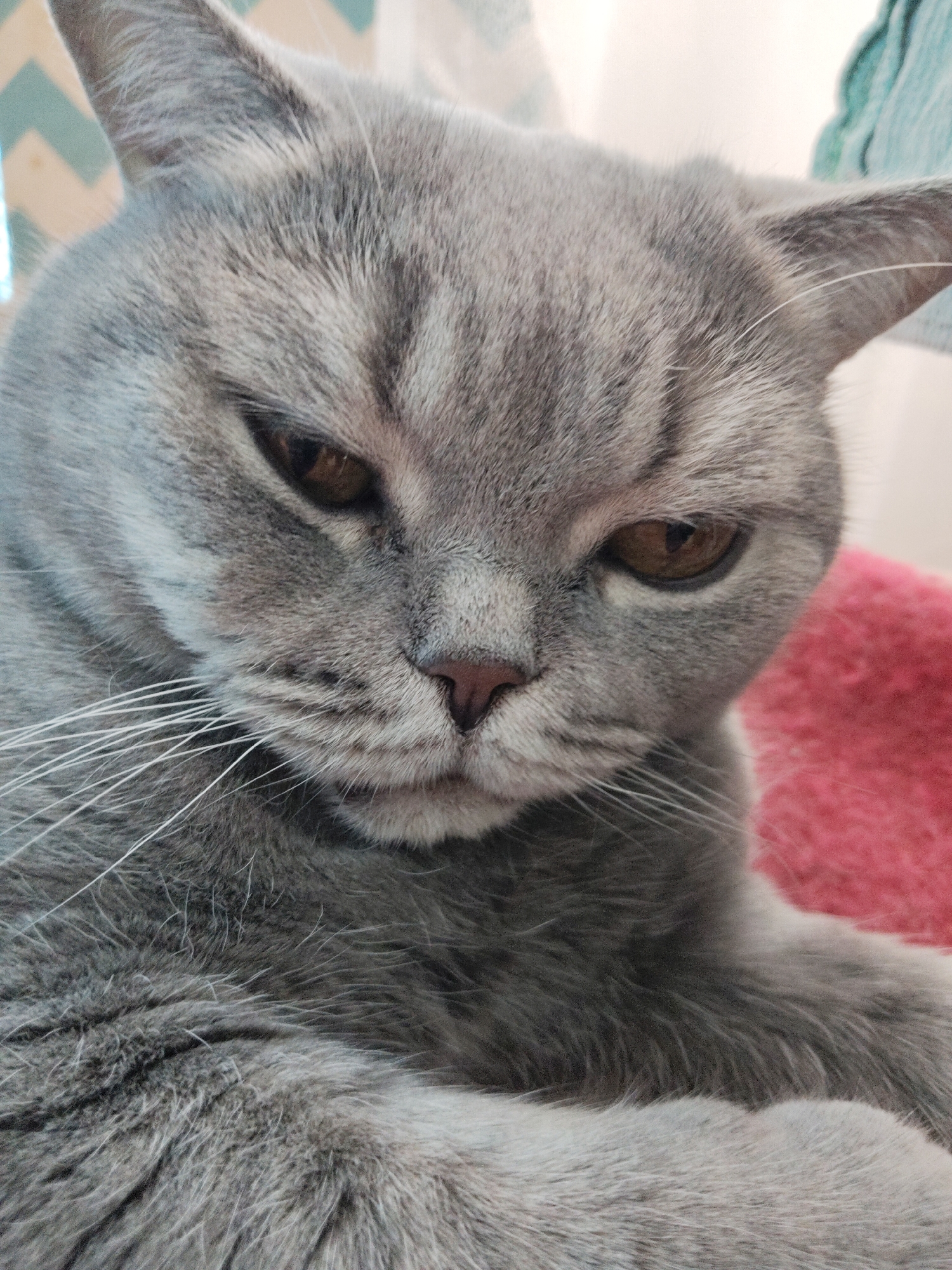 A close-up photograph shows a grey cat with amber eyes. The cat appears to be resting, with its face close to the camera. The cat's fur is short and dense, and its whiskers are white. A pink object is visible in the background. The location is Unknown, Unknown.