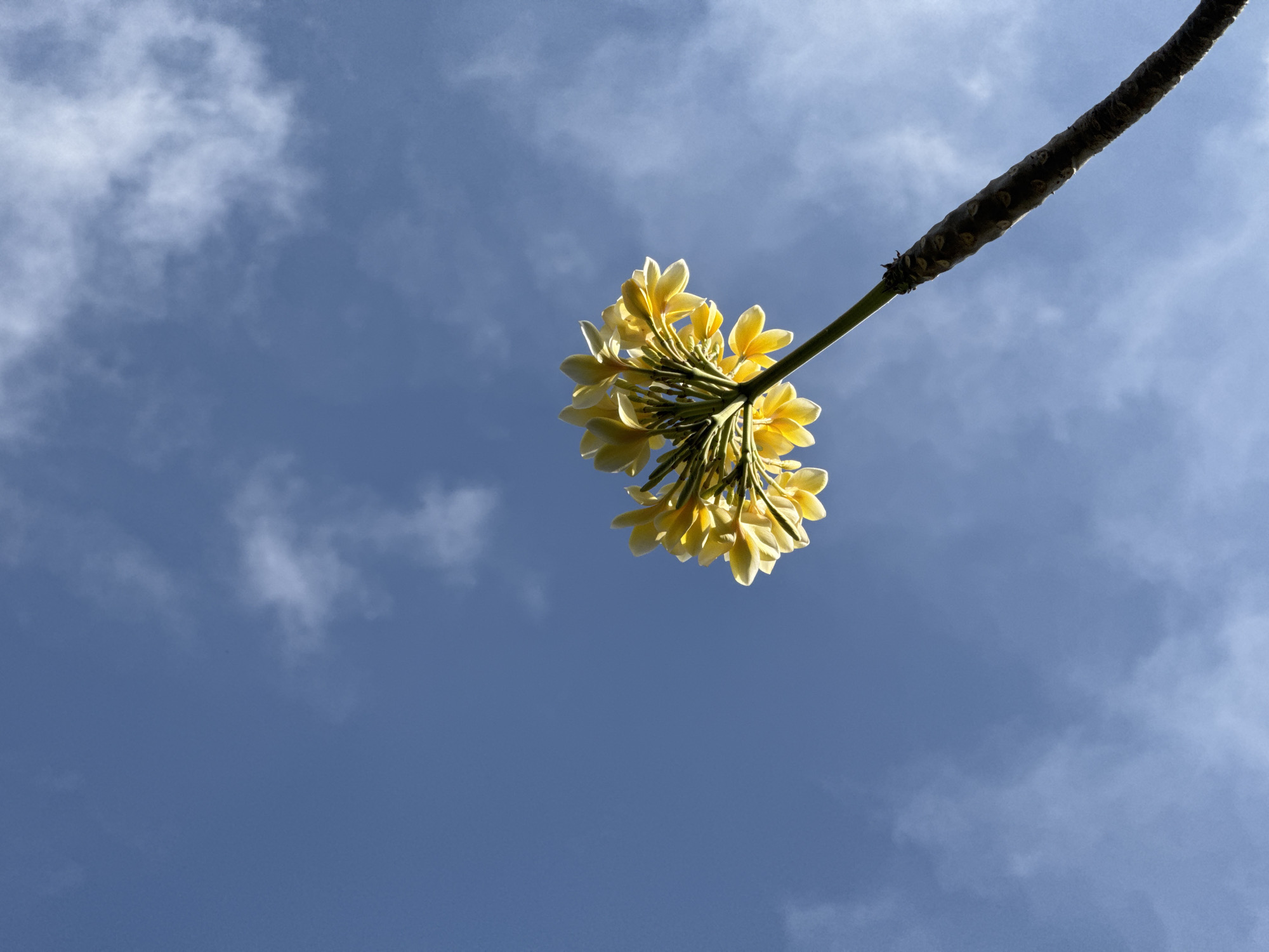 A low-angle shot captures a cluster of pale yellow flowers against a bright blue sky with scattered white clouds. The flowers hang from a thick, dark branch that extends diagonally across the upper right portion of the frame. The perspective suggests the viewer is looking up from below, making the flowers and branch appear to float in the sky. The sky is a vibrant blue, characteristic of a clear day, possibly mid-morning or afternoon, given the brightness. The clouds are wispy and distributed, indicating fair weather. The branch is textured and woody, showing signs of age. The flowers are delicate and appear to be frangipani, commonly found in tropical regions like Denpasar, Indonesia. The overall mood is serene and natural, highlighting the beauty of the sky and the plant against it. There is no visible text in the image.
