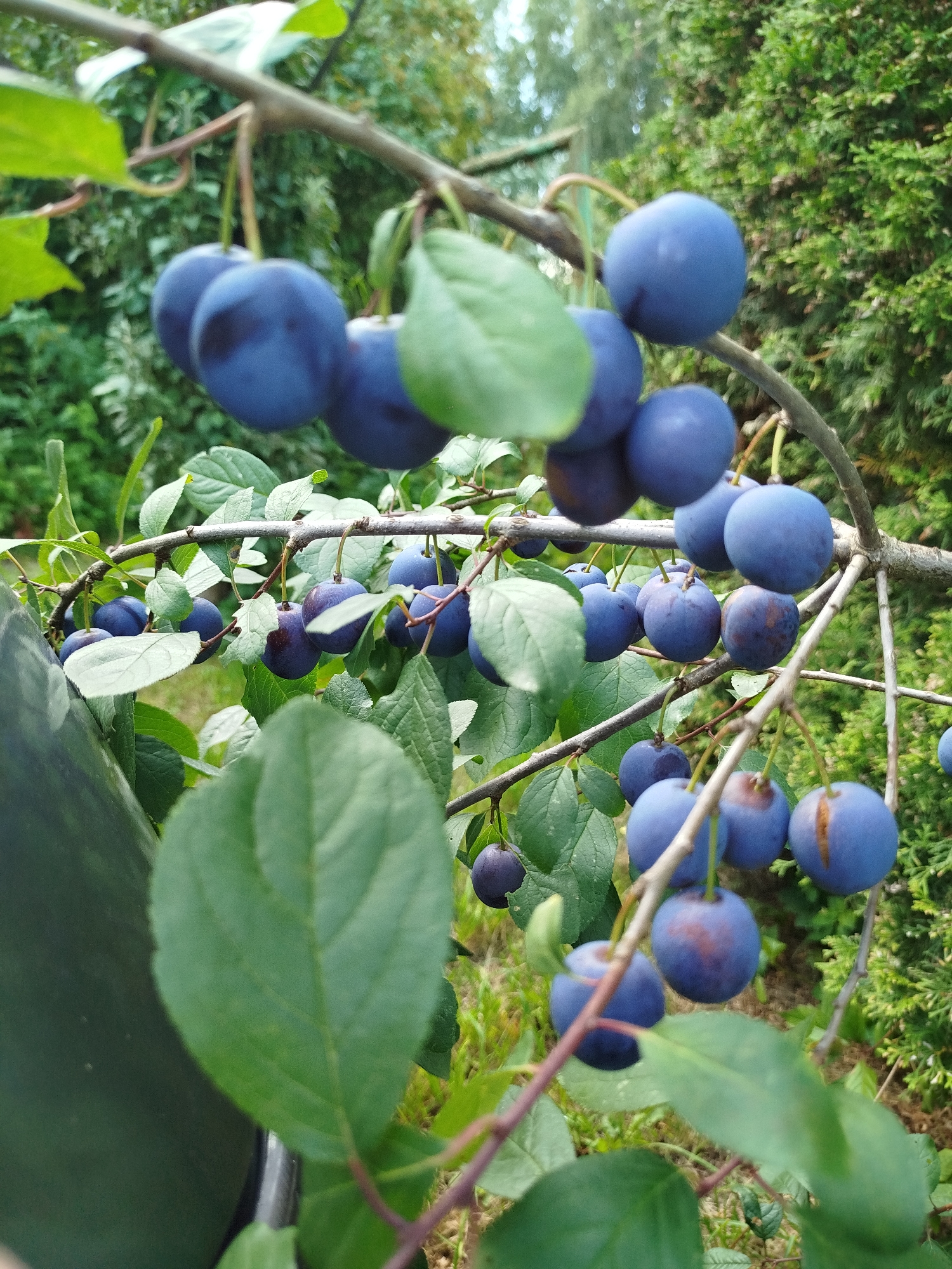 The image is a close-up, eye-level shot of ripe, dark blue plums hanging from a tree branch. The plums are clustered together on multiple branches, with some appearing more oblong and others more round. Many of the plums have a matte, dusty bloom on their surface, typical of ripe fruit. Green leaves, some showing veins, are interspersed among the fruit, some in focus and others blurred in the background. The branches are thin and dark brown, with a few visible twigs. The background is a soft blur of green foliage, suggesting a garden or natural setting. The lighting appears to be natural daylight, casting soft shadows and highlighting the texture of the plums. There are no people or animals visible in the image. The overall impression is one of abundance and the natural beauty of fruit ready for harvest. The location is specified as Chkalovskoye SNT, Russia.