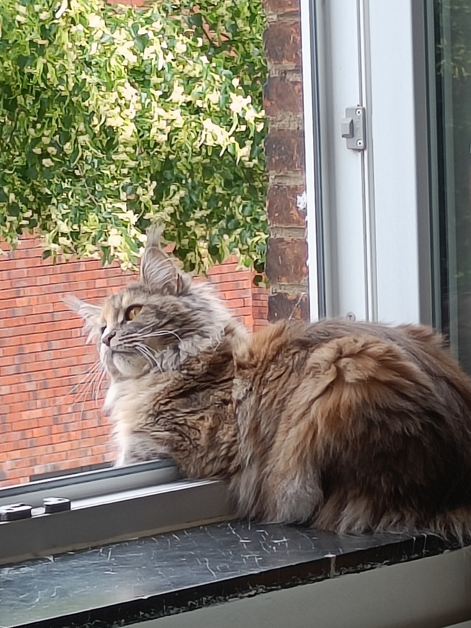 A long-haired cat with brown and grey fur is perched on a windowsill, looking out at a brick wall and some greenery. The cat has striking yellow eyes and prominent whiskers. The window is part of a building, with a white frame and a silver handle. The background shows a red brick wall and a tree with variegated green and white leaves. The scene appears to be outdoors, possibly in a residential area.