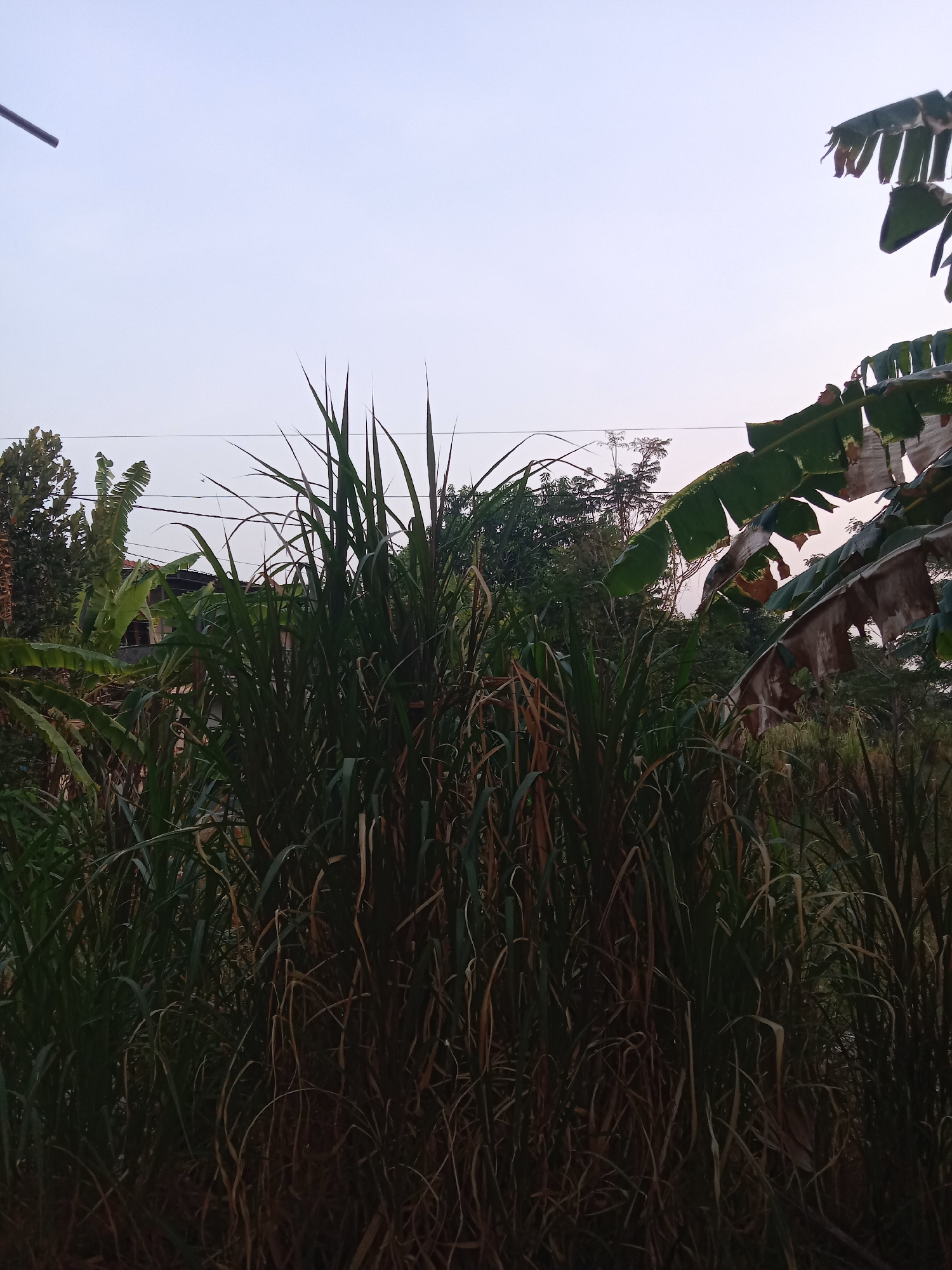 The image depicts an outdoor scene likely in Madiun, Indonesia, with a focus on lush, dense vegetation. In the foreground, tall, green grasses and reeds create a thick wall of foliage, with some dried, straw-like stalks interspersed. Behind the dense foreground, banana leaves, some appearing tattered and brown, are visible. Beyond the vegetation, a slightly elevated structure, possibly a house or building with a reddish-brown roof, can be seen peeking through the leaves. The sky above is a pale, overcast blue, suggesting it may be dawn or dusk. Utility wires are also visible stretching across the upper portion of the frame, indicating the presence of infrastructure. The overall impression is of a natural, somewhat overgrown environment within a semi-urban or rural setting. There are no people or animals present in the image.