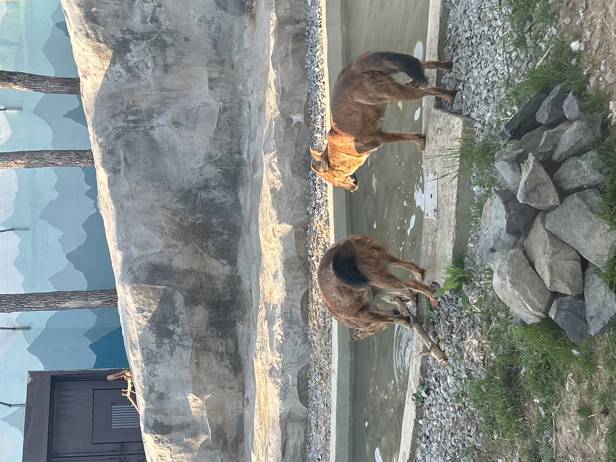 Two markhors are drinking from a pool of water in a zoo enclosure. The enclosure features artificial rock walls and a backdrop of painted mountains. The location is Perm, Russia. The ground around the pool is covered in gravel, grass, and rocks.