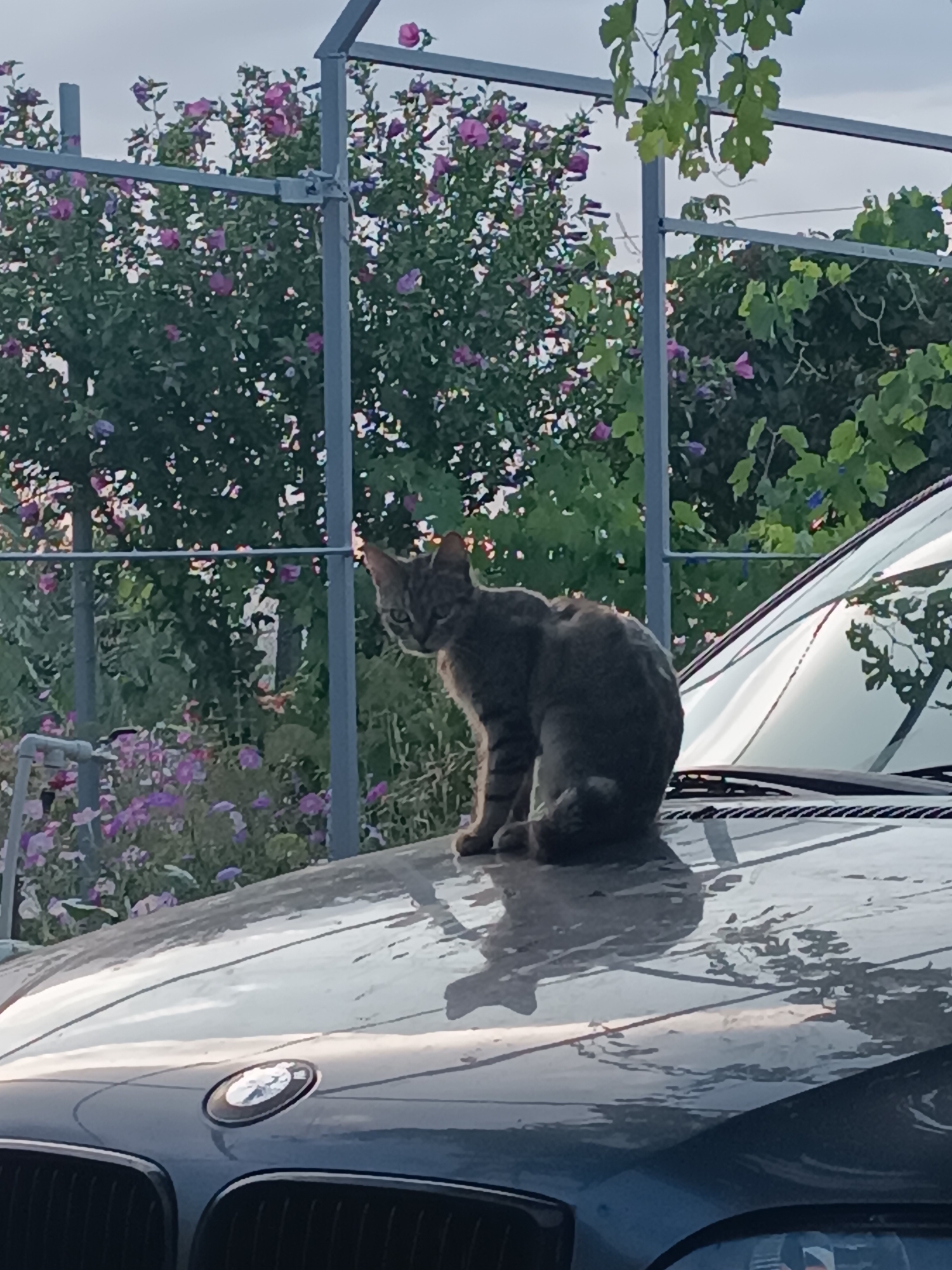A grey tabby cat is perched on the hood of a dark-colored car. The cat is facing left, with its body angled slightly towards the camera, and its tail is curled around its body. The car hood is wet and reflective, showing a blurred reflection of the sky and surrounding foliage. In the background, there are trees with pink flowers and green leaves, along with a metal fence. The sky is overcast. The scene appears to be outdoors. There is no indication of the city of Vypasne, Ukraine.