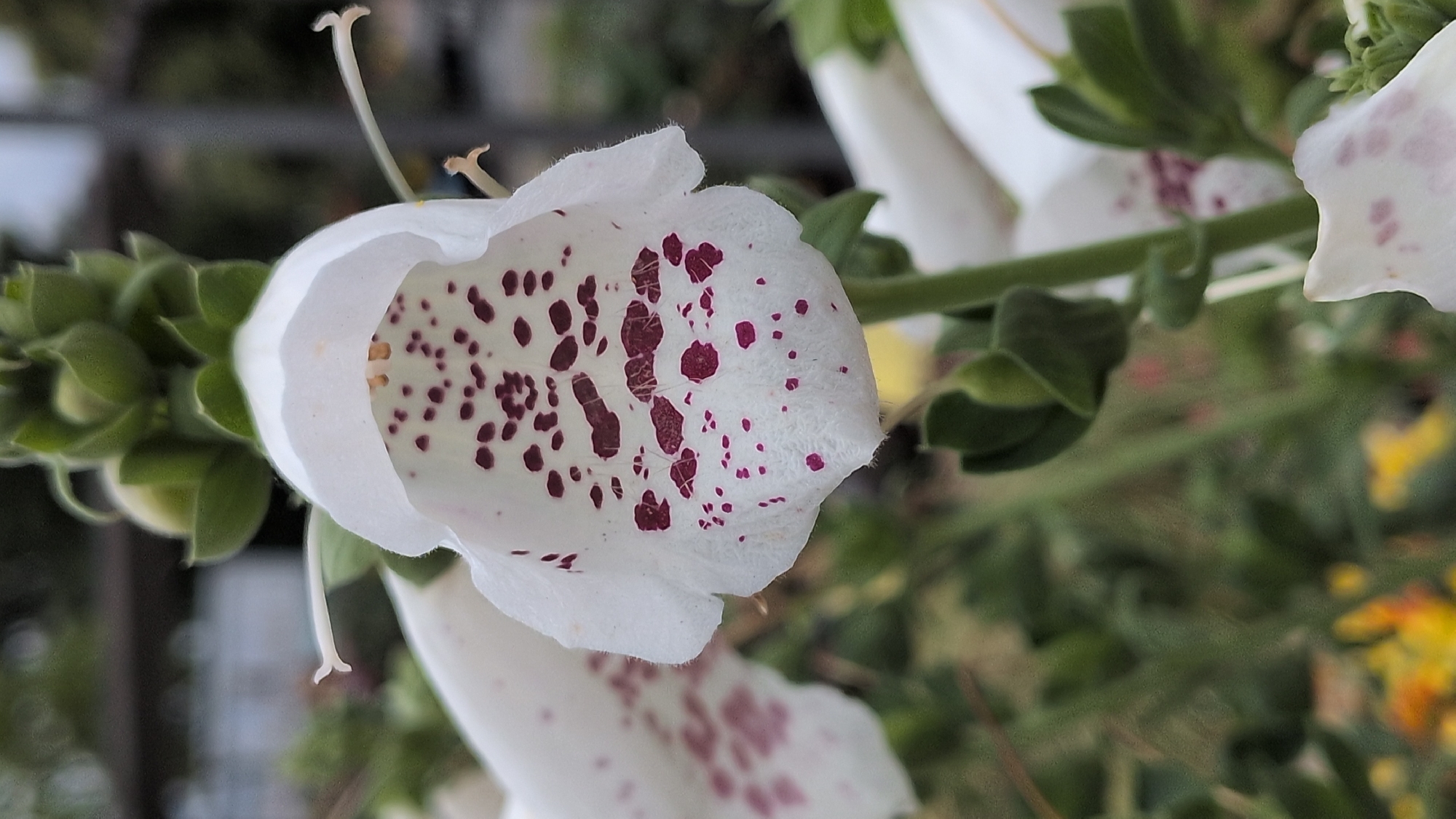A close-up shot focuses on the interior of a white foxglove flower, revealing a pattern of dark purple spots. Another white foxglove is partially visible to the left, also dotted with purple. Green buds and leaves are present at the top of the frame, and the background is blurred, suggesting an outdoor setting with other vegetation and possibly a hint of yellow flowers. The image was taken in Kölleda, Germany.