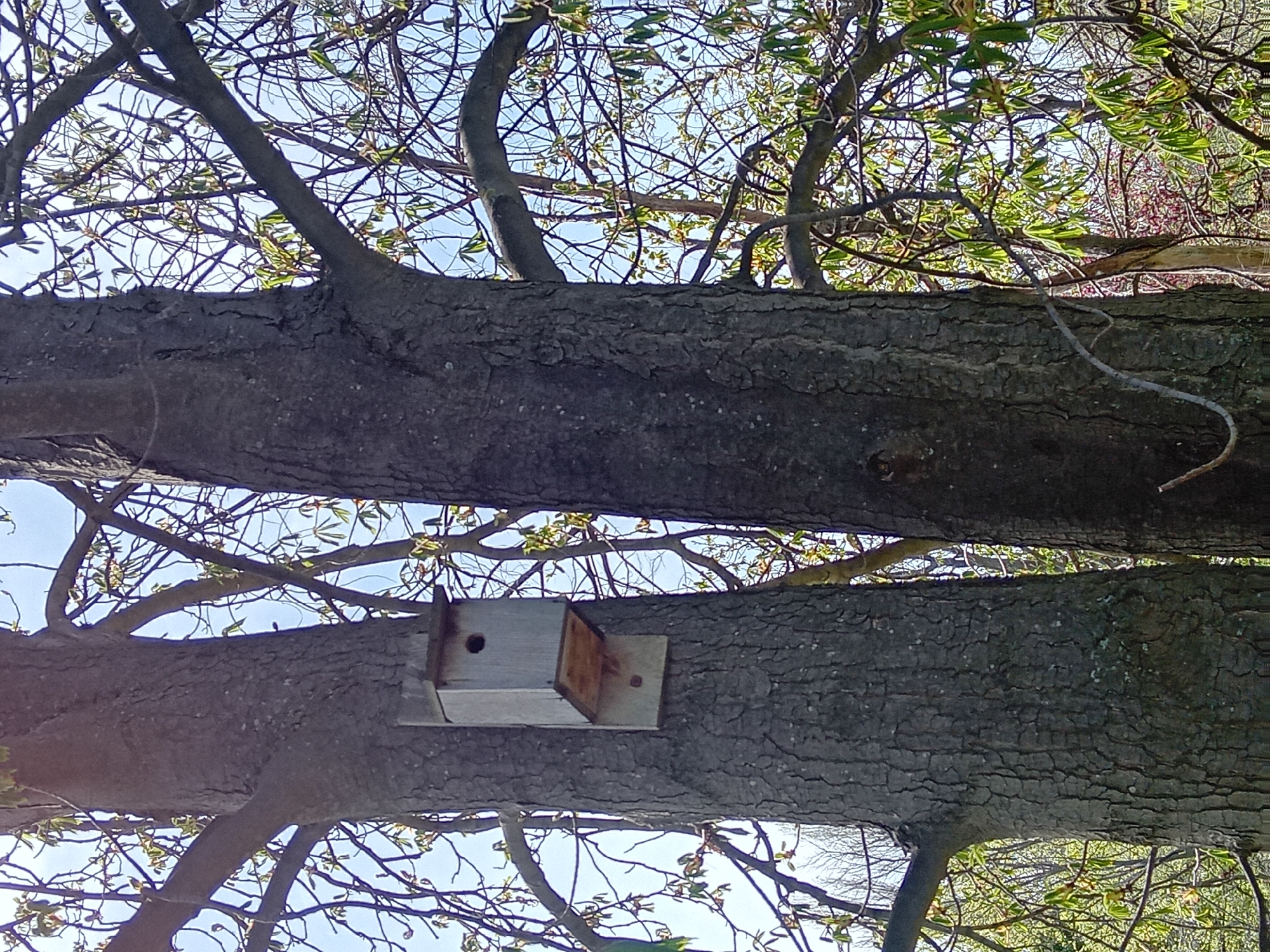 The image presents an upward view into a tree canopy on a clear, bright day. Two large, dark-barked tree trunks extend horizontally across the frame, one positioned above the other. Their bark is visibly textured.
Attached to the lower of these prominent trunks is a light-colored wooden birdhouse. The birdhouse is rectangular, featuring a small, circular entrance hole on its front panel. It appears to be secured to the tree trunk with metal brackets or screws, which show some signs of rust.
Numerous tree branches, some bare and some with delicate clusters of newly unfurling green leaves, crisscross against the light blue sky, filling the spaces between and above the main trunks. The presence of new foliage suggests the season is spring or early summer. Sunlight filters through the branches, creating a dappled effect. No people or animals are visible, and there is no discernible activity taking place. No text is visible in the image.