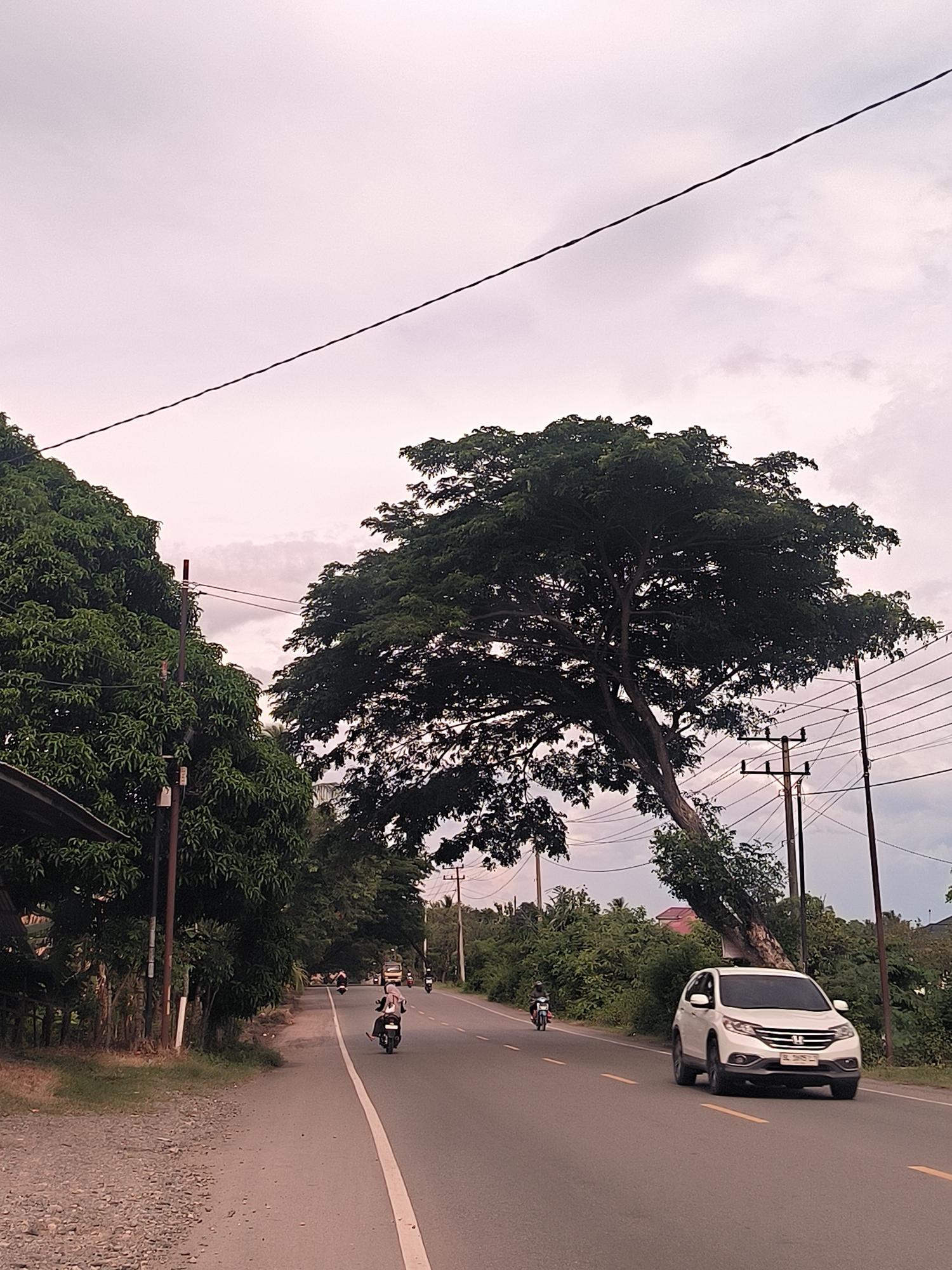 This image captures a wide view of a tree-lined road in Lampanahtunong, Indonesia, under an overcast sky. The asphalt road features a white solid line delineating its left edge, with double yellow lines visible further in the distance, suggesting a two-lane road. Lush, dense green foliage, comprising tall trees and thick bushes, frames both sides of the thoroughfare, with the vegetation creating a natural canopy effect further down the road.
On the right side of the road, a white Honda CR-V SUV is prominently positioned, heading away from the viewer. Its license plate, "BL 2685 L", is partially visible. A massive tree with a broad, dark green canopy dramatically leans over the road on the right, its thick trunk noticeably gnarled. Numerous utility poles, laden with a web of overhead electrical wires, stand alongside the road and stretch across the sky.
The road carries light traffic, primarily consisting of motorcycles and the SUV. In the mid-ground, a person wearing a light-colored head covering and dark attire rides a black scooter, moving forward. Additional motorcycles are visible further down the road, indicating ongoing travel or commuting.
The sky is uniformly overcast with pale, diffused light, suggesting either early morning, late afternoon, or a heavily cloudy day, creating a soft overall illumination. The combination of abundant tropical vegetation, utility infrastructure, and the prevalence of scooters aligns with the provided Indonesian context. The scene appears calm and routine, devoid of overt emotional cues.