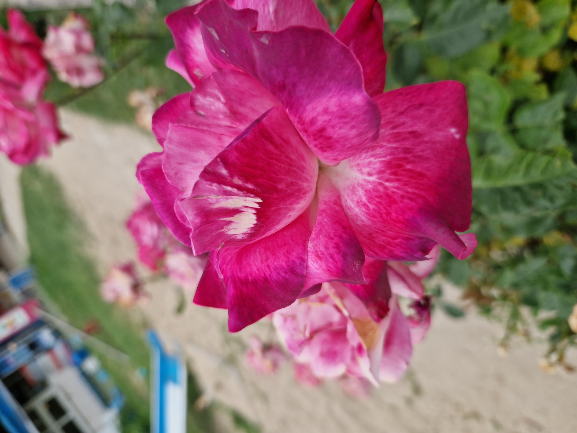 This is a close-up, eye-level, outdoor photograph of pink roses, taken in German, Bulgaria. The main subject is a large, partially bloomed pink rose in the foreground, with its petals a vibrant shade of fuchsia transitioning to a lighter pink and white towards the center. The rose is slightly out of focus, as are other roses and greenery in the background. Behind the roses, a sandy path is visible, with a blurred background that includes green grass, some yellow flowers, and what appears to be a building with blue and white elements, possibly a structure at a park or beach. The lighting is soft, suggesting an overcast day or late afternoon.