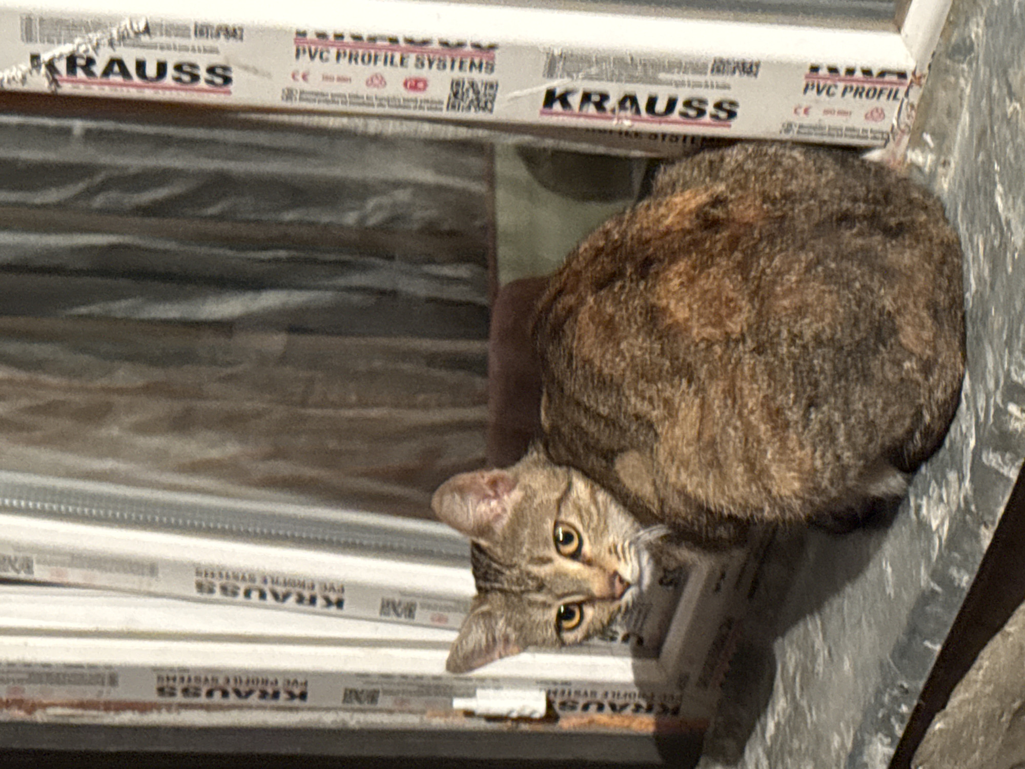 A tabby cat with golden eyes sits on a window sill in front of vertically striped window frames. The frames have "KRAUSS PVC PROFILE SYSTEMS" printed on them. The cat is mostly facing away from the camera, with its head turned to the left. The background appears to be indoors, with muted lighting and textures suggesting curtains or blinds.