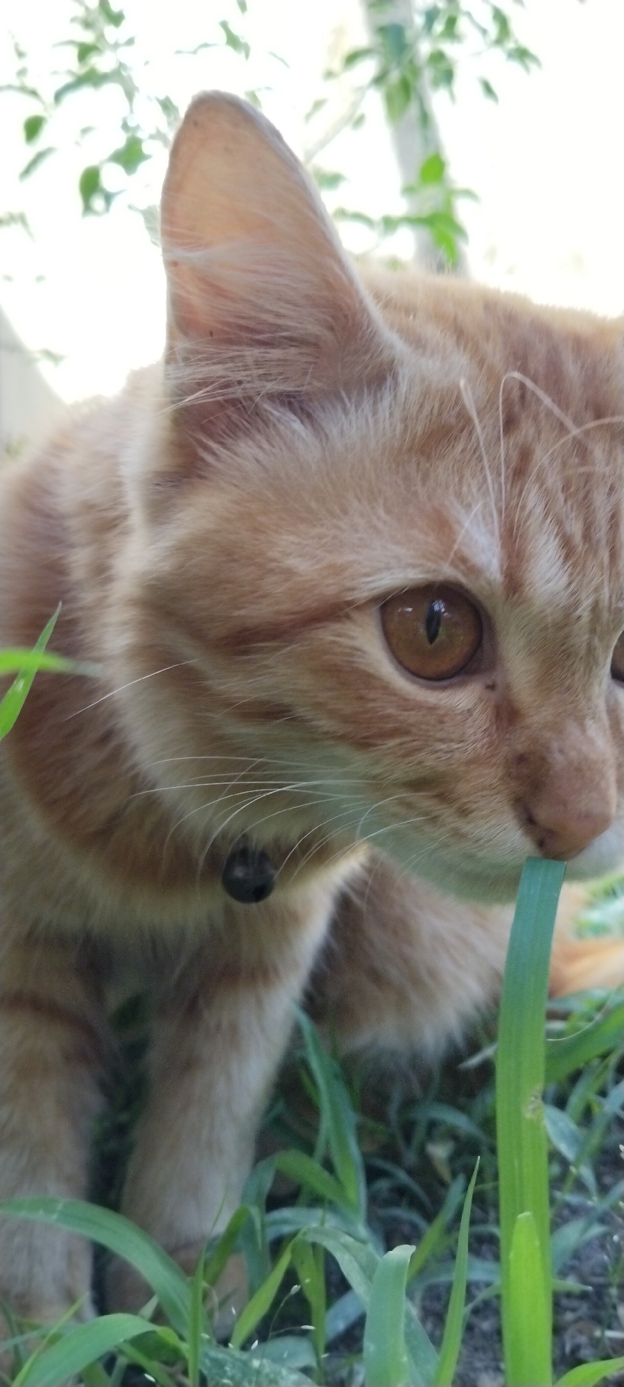 An orange tabby cat is in focus in the foreground of the image. The cat is positioned in the center, with its head tilted to the right and its gaze directed downwards. It appears to be chewing on a blade of green grass. The cat has large, amber-colored eyes and prominent white whiskers. A small, dark bell is visible around its neck. The background consists of blurred green foliage and a bright, out-of-focus sky, suggesting an outdoor setting, possibly in a yard or park. The image does not provide any specific geographical or architectural indicators that would allow for pinpointing its location within Duman, Indonesia.