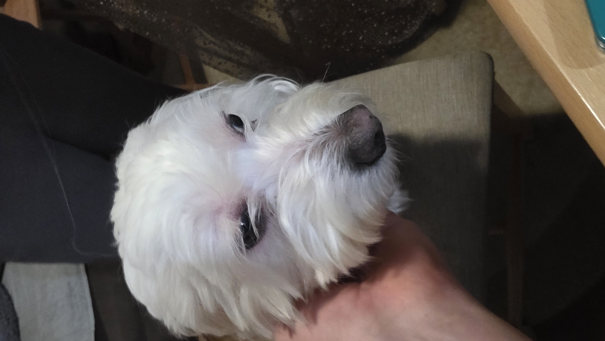 A close-up shot features a small, white, fluffy dog being gently held or petted by a human hand. The dog, likely a Maltese or a similar breed, has thick white fur, dark eyes, and a black nose. Its head is tilted upwards and slightly to the right, revealing a bit of pinkish skin around its eyes. A human hand, with a light skin tone, is visible on the lower right, supporting the dog's head and neck area.
The scene is set indoors, in what appears to be a domestic environment in Blagoevgrad, Bulgaria. The background includes a dark grey or black upholstered sofa or chair on the left. On the right, a light brown upholstered chair and a wooden table surface are visible. The lighting is somewhat dim, casting shadows and suggesting an indoor setting, possibly during the evening or in a less brightly lit room. The dog appears calm and relaxed, indicating a gentle interaction with the person. There is no visible text in the image.