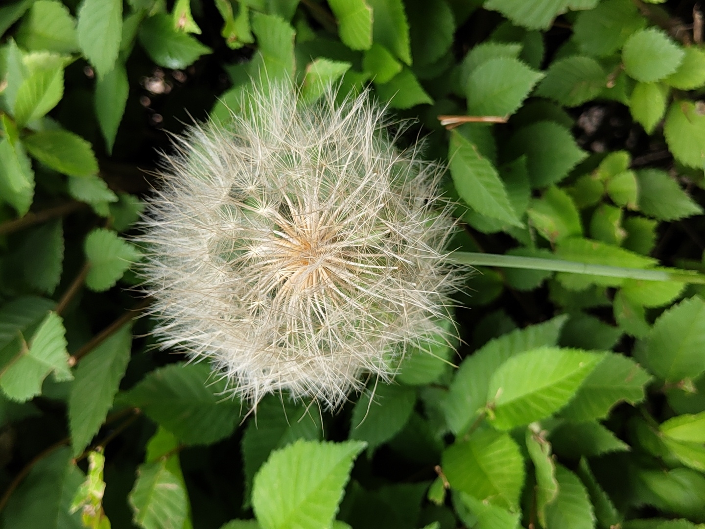 A close-up, vertical, full shot features a fluffy, white dandelion seed head centered in the frame against a background of blurred green leaves. The dandelion's stem is visible on the lower right, extending upwards towards the seed head. The leaves are a vibrant green, with some appearing slightly out of focus, suggesting a natural, outdoor environment. The lighting is even, with no harsh shadows, and the overall impression is one of delicate natural beauty. There are no people or animals present. The image was taken in an unknown city and location.