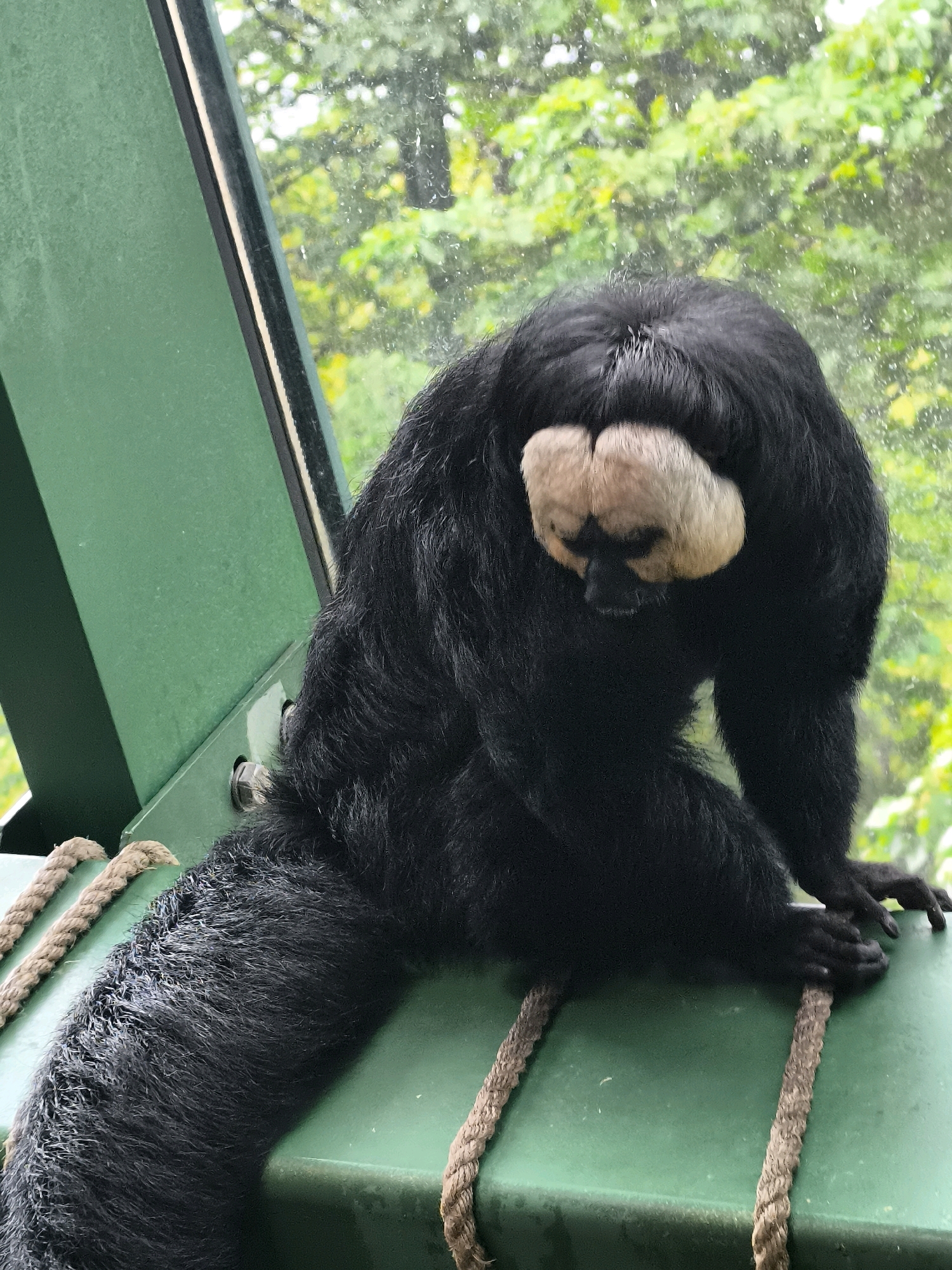 A black saki monkey with a light-colored face is perched on a green platform, its body slumped forward with its head down. The monkey's long, dark tail extends to the left, resting on the platform. Two thick ropes are visible on the platform, one running behind the monkey's tail and another in front of its legs. In the background, through a glass pane, lush green foliage is visible, suggesting an outdoor or enclosed habitat. The scene appears to be within the Vienna Zoo, located in Vienna, Austria, where various primate species, including saki monkeys, are housed in naturalistic enclosures. The lighting is overcast, and there are water droplets on the glass, indicating possibly rainy weather.