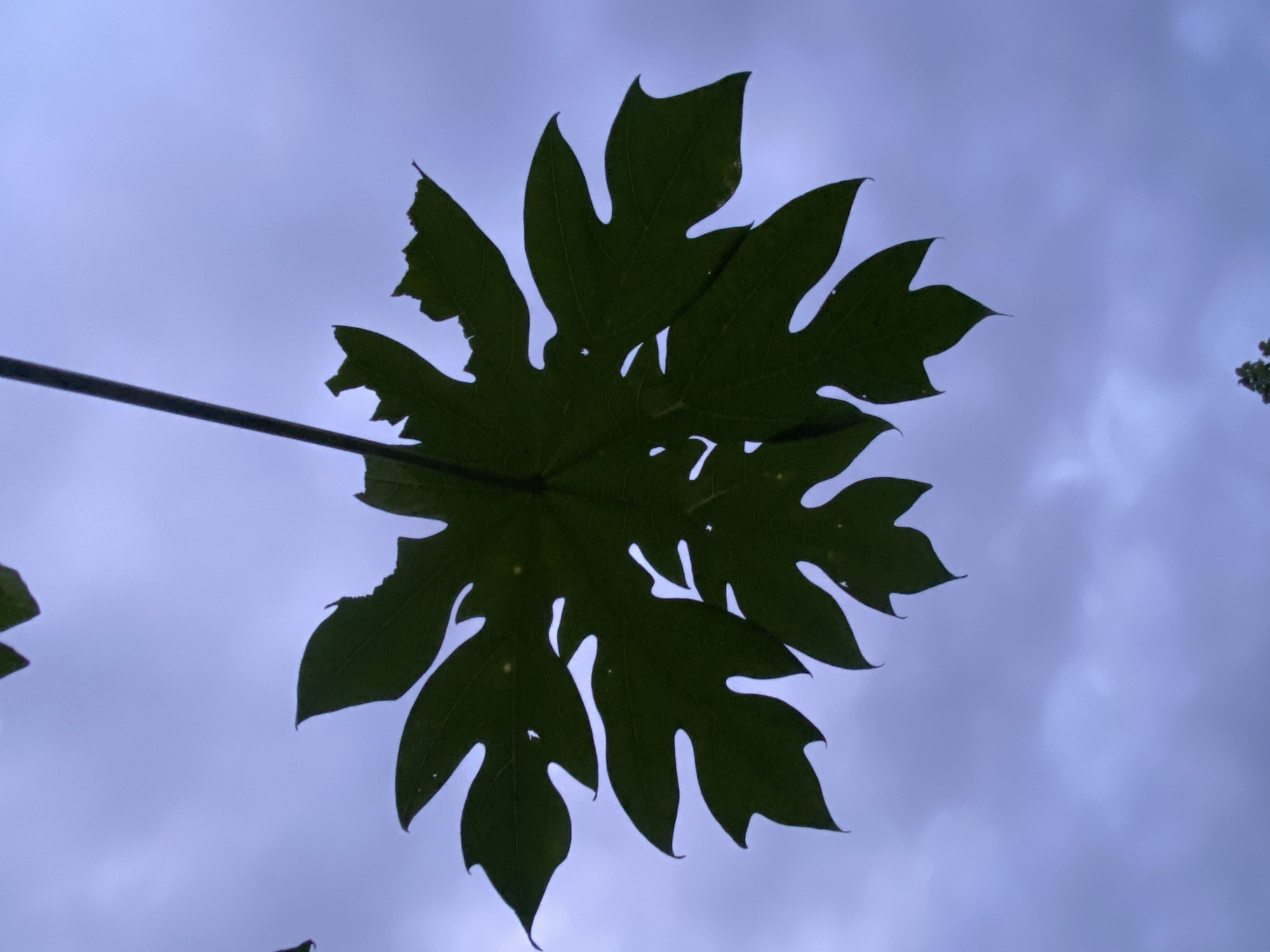 A dark green, palmate leaf, possibly from a papaya tree, is silhouetted against a pale purple-grey sky. The leaf is damaged, with several irregular notches and holes along its edges. A thin, dark stem extends upwards from the leaf's center. The background sky is cloudy and appears overcast. The image was taken in Los Velásquez, Venezuela.