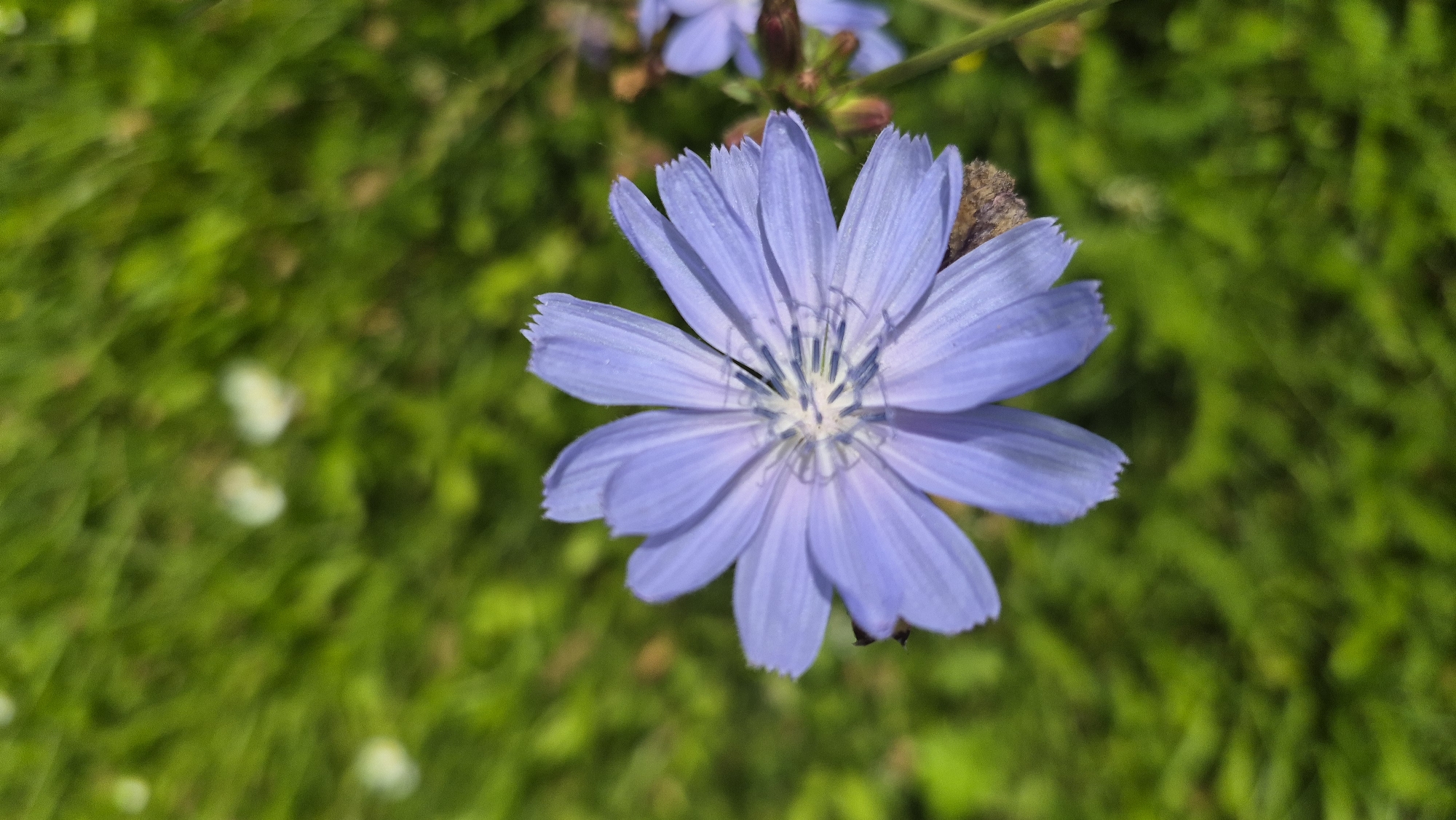 A single, light purple chicory flower is in focus in the foreground. The flower has many delicate petals that are notched at the tips. The center of the flower is a pale white with dark blue stamens. The background is a blur of green grass and some out-of-focus white and light purple flowers, indicating a natural, outdoor environment. There are no people or any specific city landmarks visible to indicate its location in Krauja, Latvia.