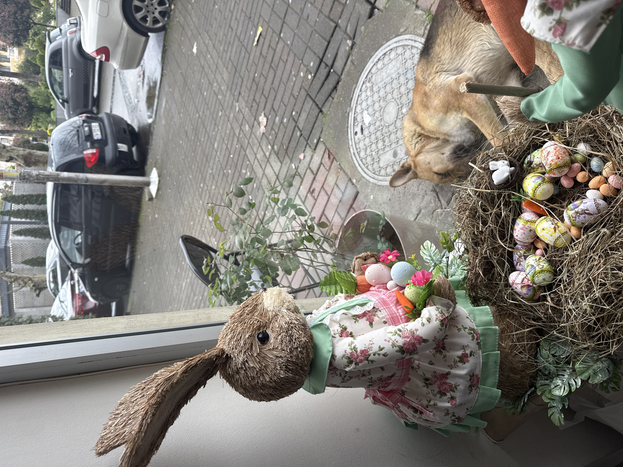 The scene is indoors, looking out of a window onto a street. There is a straw-like rabbit figurine in the foreground, wearing a floral dress. Next to it is a bird's nest filled with painted Easter eggs and a small white rabbit figurine. A light brown dog is lying outside on a concrete sidewalk next to a manhole cover. Several parked cars are visible on the street outside the window. The location is likely Batumi, Georgia.