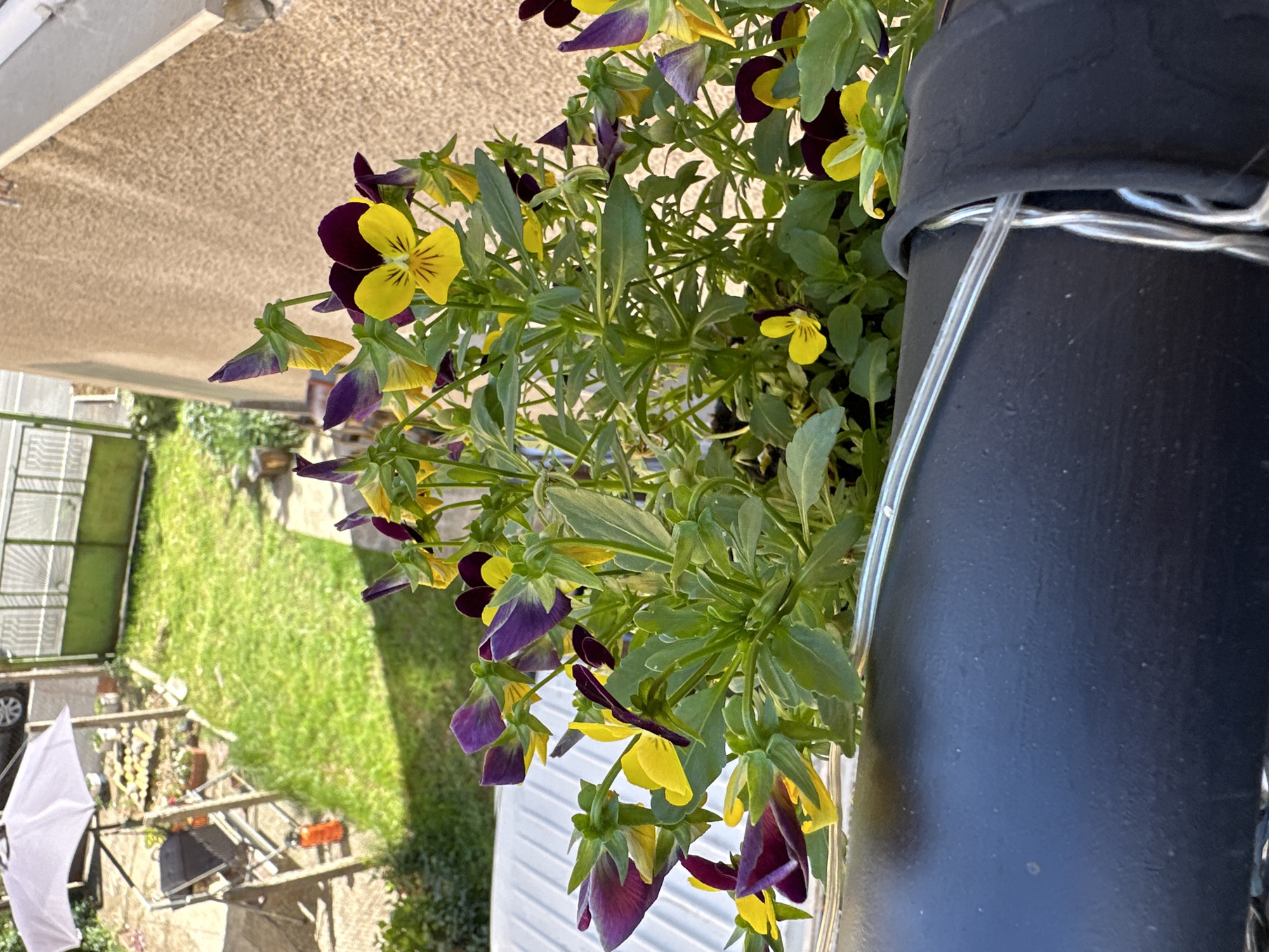 The image shows a close-up of a pot containing pansies with yellow and purple petals. The pot is black and appears to be hanging or attached to a vertical structure. In the background, there's a view of a lawn, a greenhouse-like structure, a white umbrella, and what seems to be garden furniture. The setting appears to be a residential garden on a sunny day. The location is Unknown, Unknown.