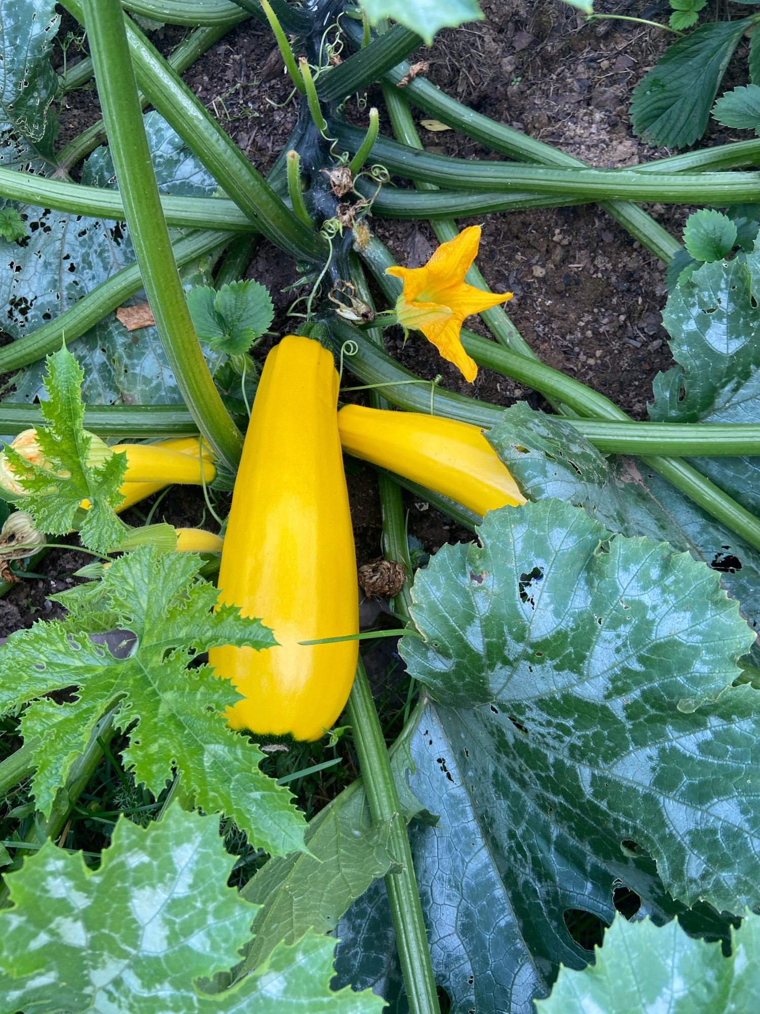 An overhead, eye-level shot shows a vibrant yellow zucchini plant growing in the soil of a garden, likely in Зимородок Днп, Russia. The zucchini plant has broad, green leaves with noticeable holes, suggesting insect activity. Several yellow zucchini fruits are visible, with one prominently positioned in the foreground. A bright yellow zucchini flower is also present, adding a splash of color to the scene. The plant is surrounded by dark soil, and its thick, green stems are intertwined. The overall impression is one of natural growth and a healthy harvest from a garden.