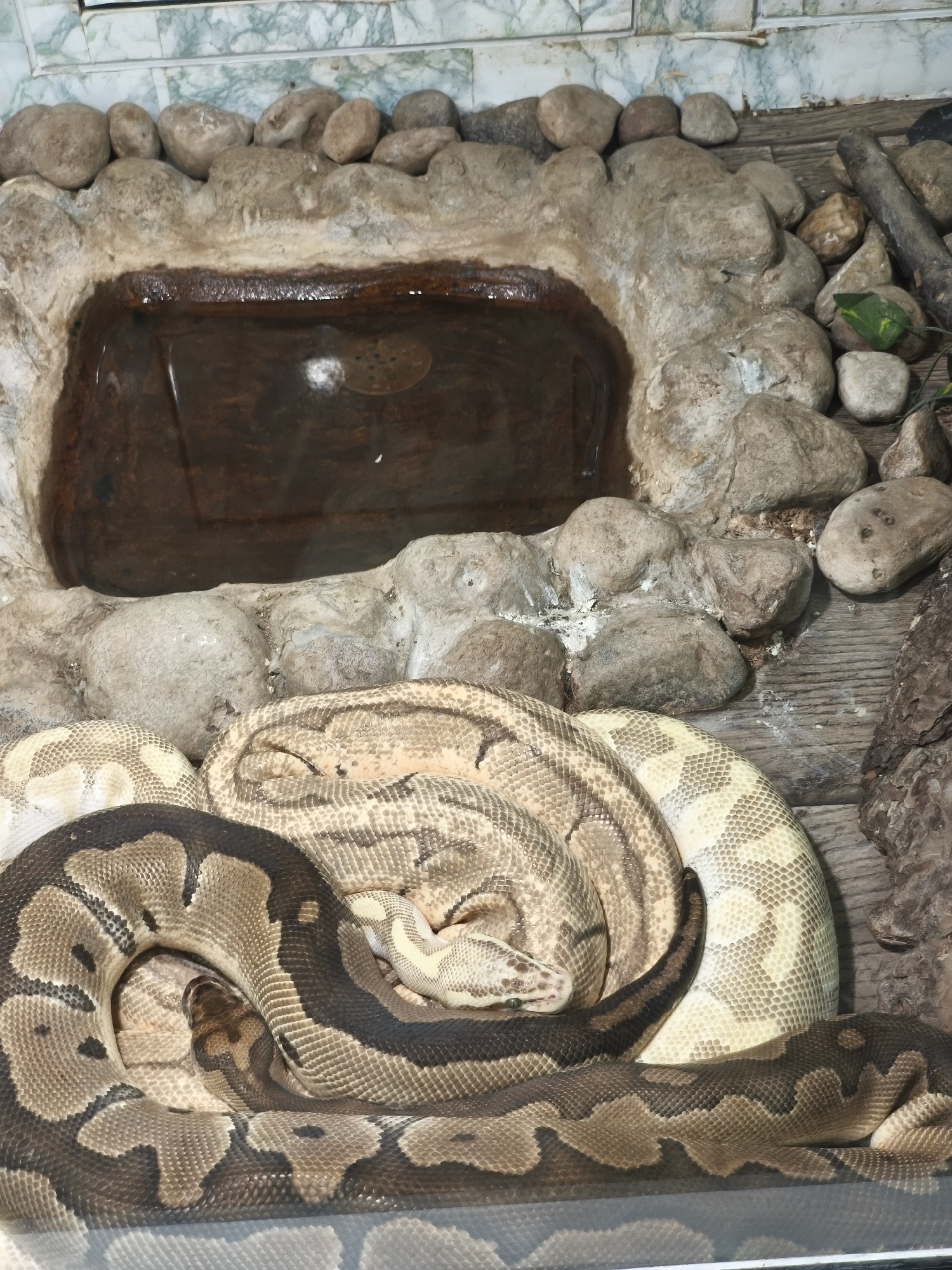 In an enclosed environment, three ball pythons are resting near a water feature. The water feature is a rectangular basin with brown water, surrounded by light grey rocks. One snake is predominantly brown and black with patterned markings. Another snake is lighter, with a yellow and white checkered pattern. The third snake has brown and beige coloration. The environment includes a rocky background and a section of wood. The location is Unknown, Unknown.