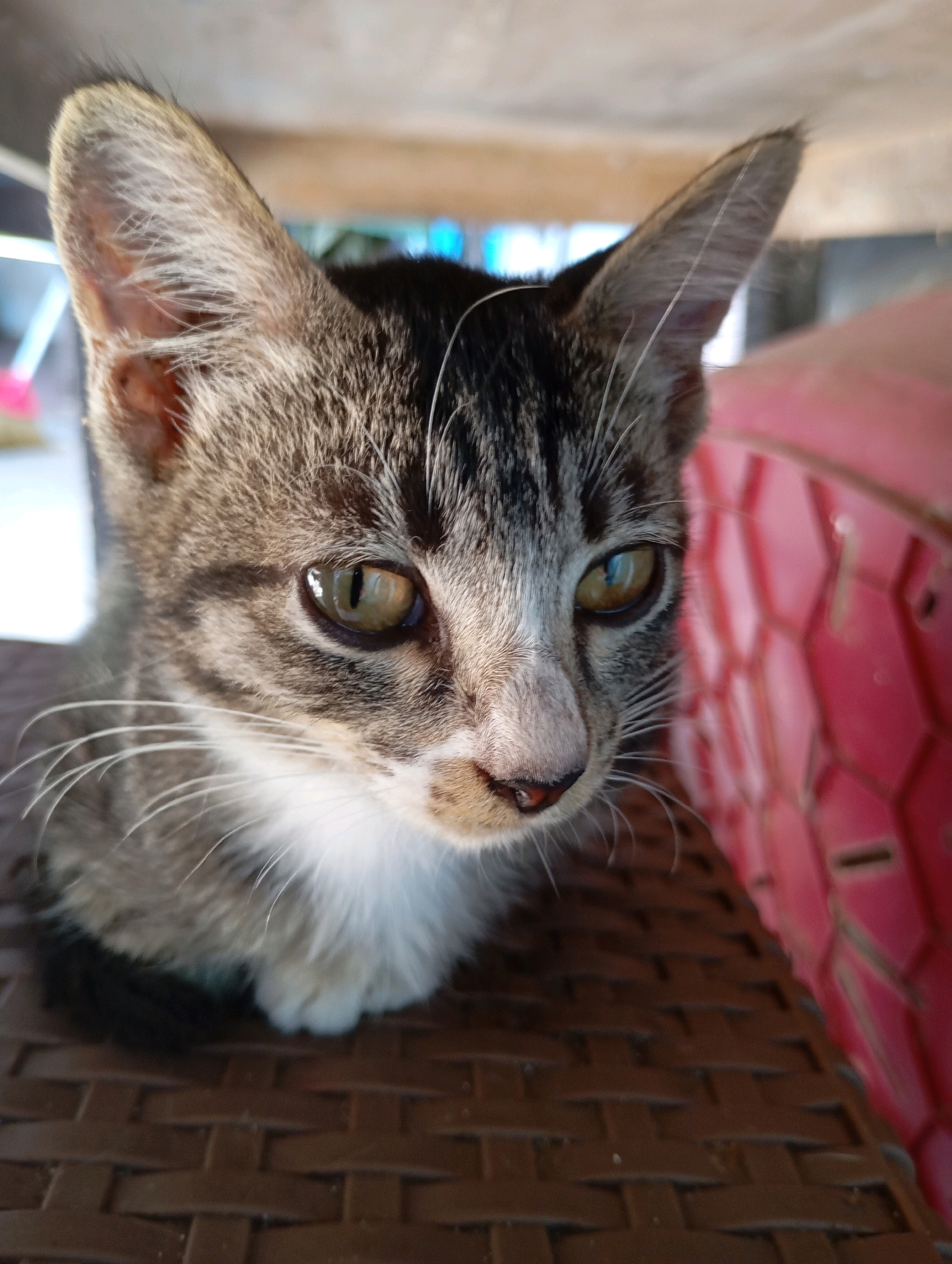 A tabby kitten is resting on a woven brown surface, possibly a chair or mat, under what appears to be a wooden structure. The kitten is facing slightly to the right, with its eyes open and looking forward. Its fur is a mix of gray, black, and white, with distinct tabby markings on its face and body. A bright pink object with a hexagonal pattern is visible to the right of the kitten, partially out of focus. The background is blurred, showing a hint of what might be a wall and some distant objects. The lighting suggests an indoor or shaded outdoor environment. There is no indication of the specific location in Balikpapan, Indonesia, beyond the general context of the image.