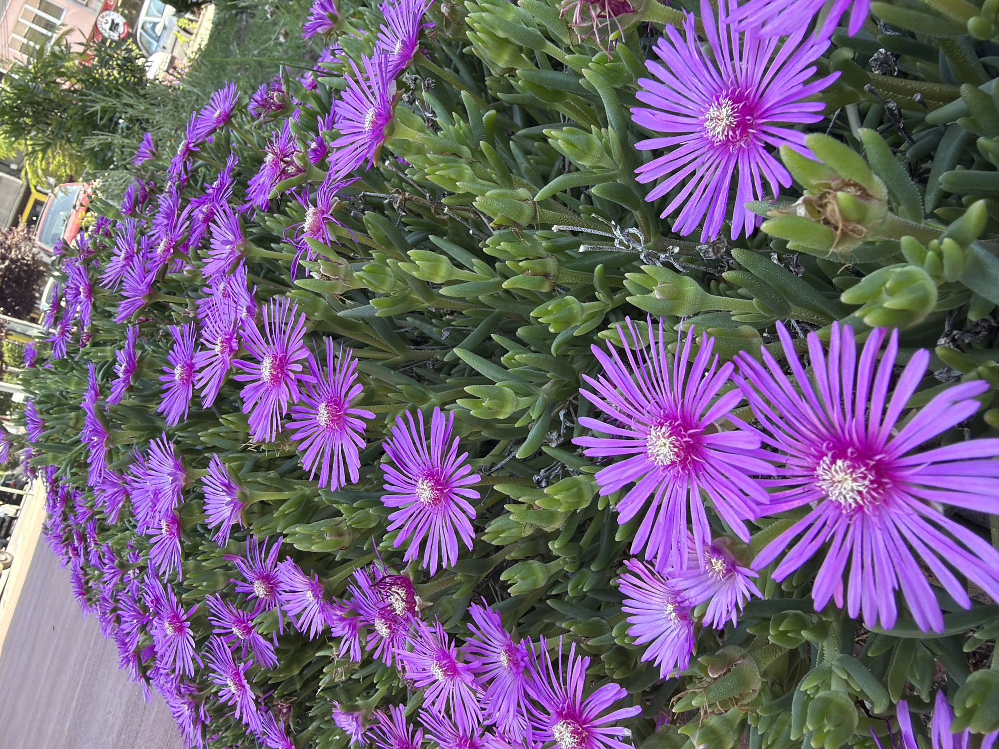This media file shows a dense, ground-cover plant with numerous vibrant purple flowers with delicate, spiky petals. The flowers are star-shaped and have white and pink centers. They are clustered together on thick, succulent green stems and leaves. In the background, out of focus, are hints of an urban or suburban environment. A light-colored wall or railing is visible on the left side of the image. Beyond that, there are glimpses of buildings, possibly a street with a yellow car and a red car, and some green foliage from trees. The lighting suggests it is daytime, likely with bright sunshine, as indicated by the highlights on the flowers and leaves. The image is taken from a slightly elevated perspective, looking down at the blooming plants. The overall impression is one of abundant, natural beauty within a developed area, possibly in a garden or along a pathway. There is no visible text in the image.