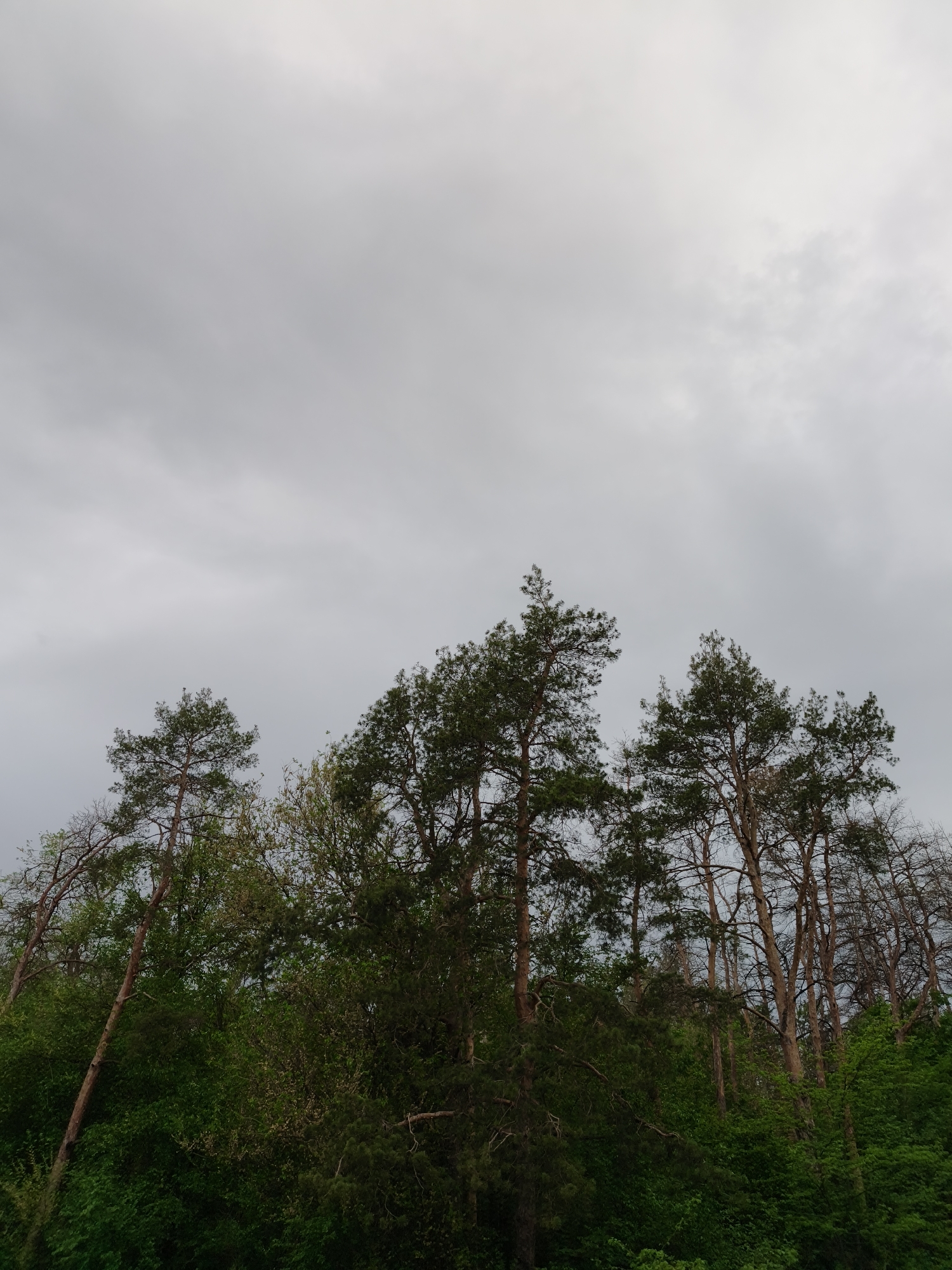 The image shows a view of trees and sky. The trees are of varying heights and types, with some having bare branches. The sky is overcast and gray. The location is Unknown, Unknown.