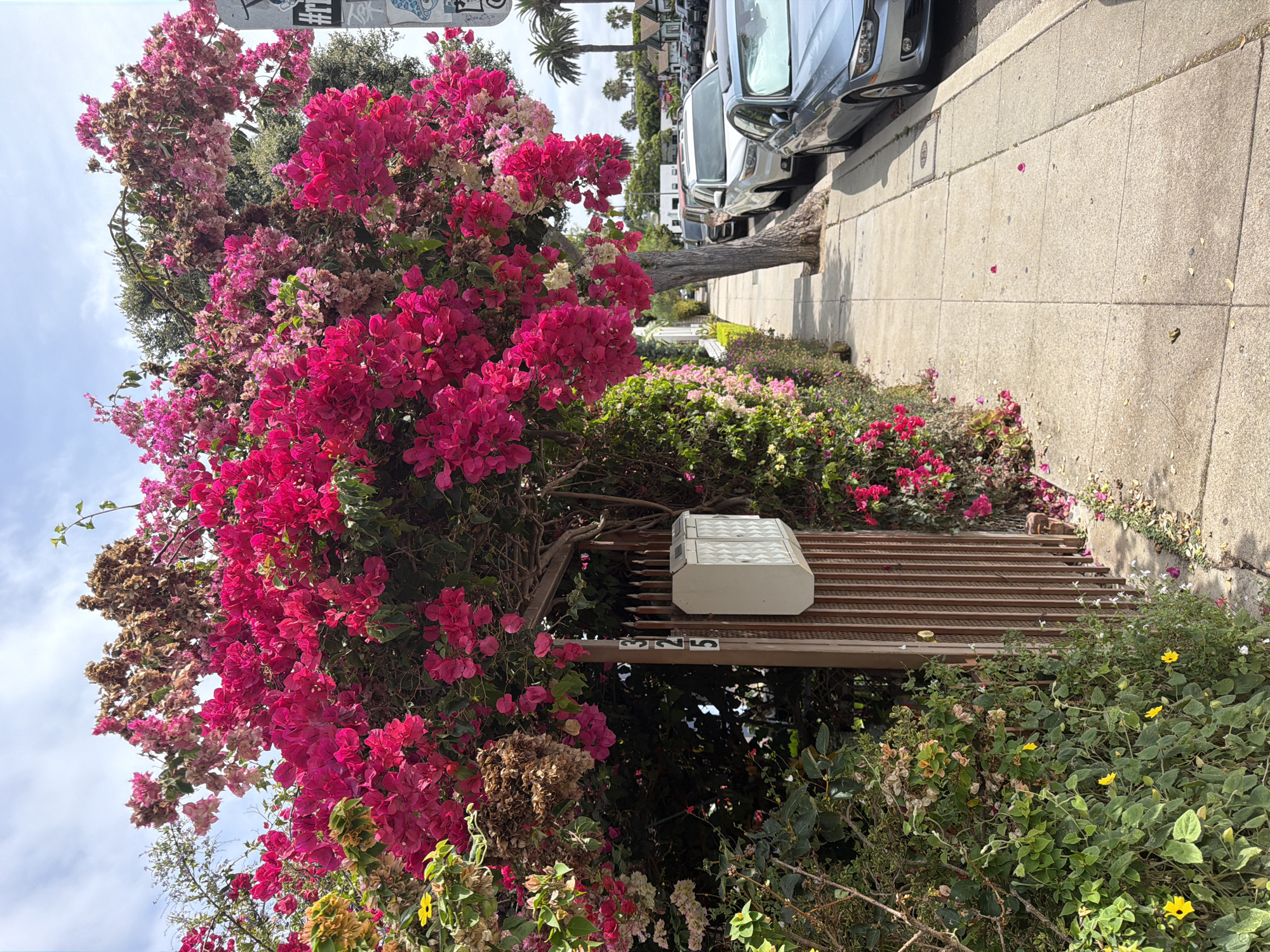 The image depicts a residential street scene in the Silver Lake neighborhood of Los Angeles, California. In the foreground, a sidewalk runs alongside a property lined with lush green foliage and vibrant pink bougainvillea. A weathered metal gate, bearing the house number "325," stands partially open, revealing a glimpse of the property beyond. To the right of the sidewalk, a line of parked cars, including a silver sedan and a white SUV, are visible. In the background, palm trees sway against a partly cloudy sky, characteristic of Southern California. The street appears quiet and tree-lined, with houses set back from the road.