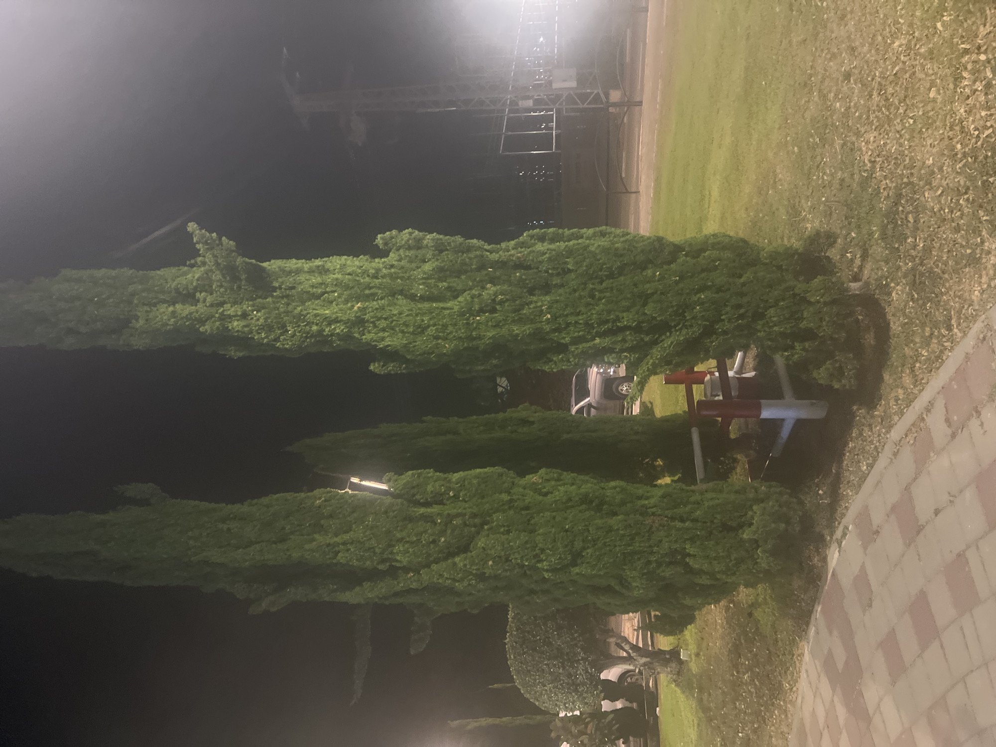 In the city of Or Akiva, Israel, at night, a scene is captured featuring tall, dark green cypress trees. The trees are densely packed and appear to be lining a pathway. To the left, a well-maintained, rounded shrubbery is visible, and further in the background, a light-colored pickup truck is parked. The ground is covered in grass, with fallen leaves scattered across parts of it. A paved pathway made of rectangular bricks, alternating between reddish-brown and tan, runs along the bottom of the image. Behind the cypress trees, a metal structure, possibly part of a lighting tower or a scaffold, is visible, illuminated by a bright light source causing a hazy glow. The overall lighting suggests it is nighttime, with artificial lights being the primary source of illumination.