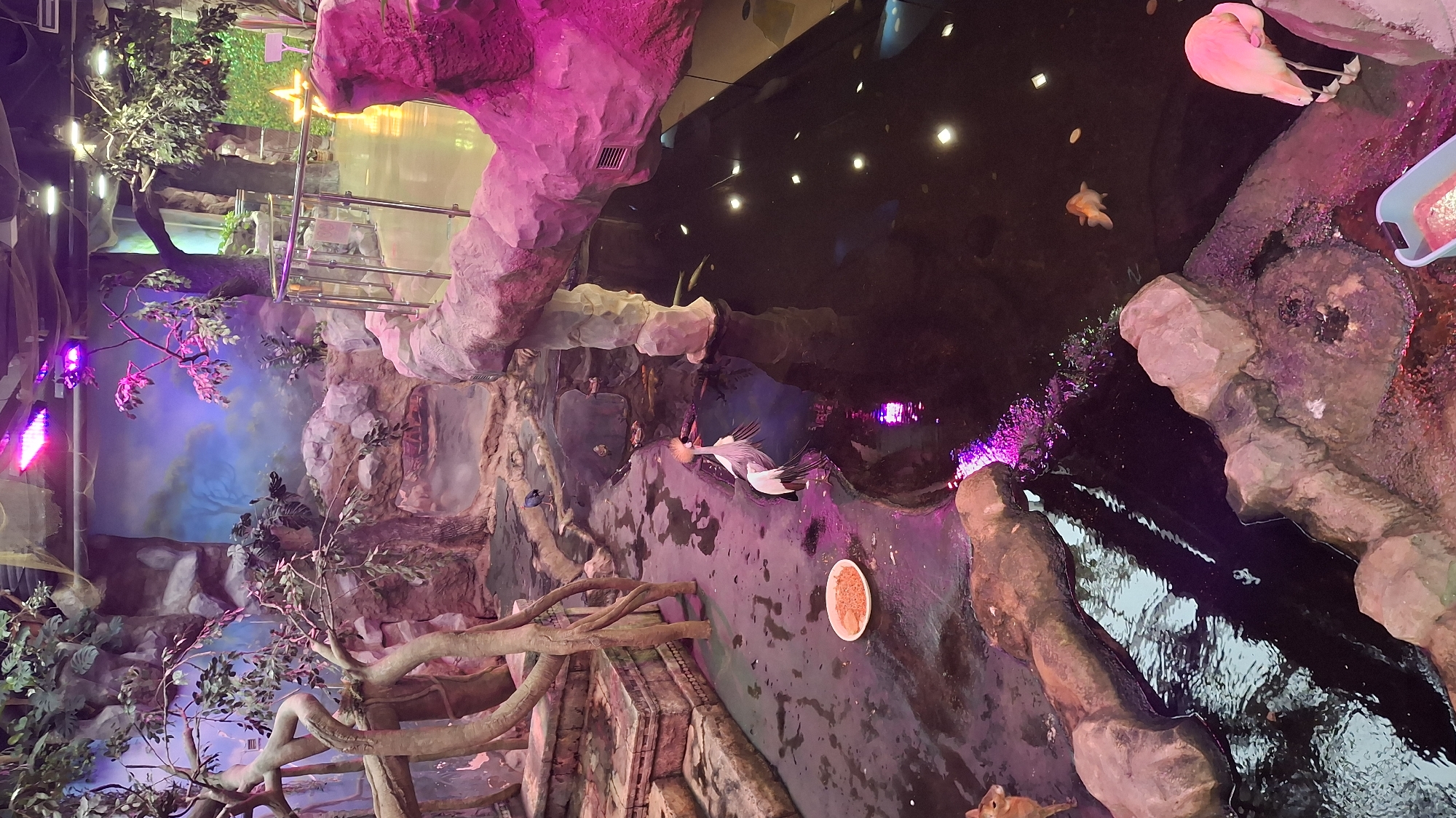 The image depicts an indoor exhibit designed to resemble a natural habitat. In the foreground, a body of dark water is visible, with a few fish swimming within it, including what appears to be a goldfish. A pink flamingo stands on the edge of the water. To the left, a large bird with a distinctive crown of feathers, possibly a crested crane, stands in shallow water. There is a plate of food on the wet ground near the crane. The background features artificial rock formations, lush artificial foliage, and trees, creating a jungle-like environment. The lighting is dramatic, with bright pink and purple lights illuminating parts of the exhibit. In the distance, a railing and a pathway suggest this is an area open to the public, likely within a zoo or aquarium. The overall impression is a carefully curated exhibit designed to simulate a natural environment for the animals and for visitor viewing. Without additional information or context, it is impossible to determine the specific location in Saint Petersburg, Russia.